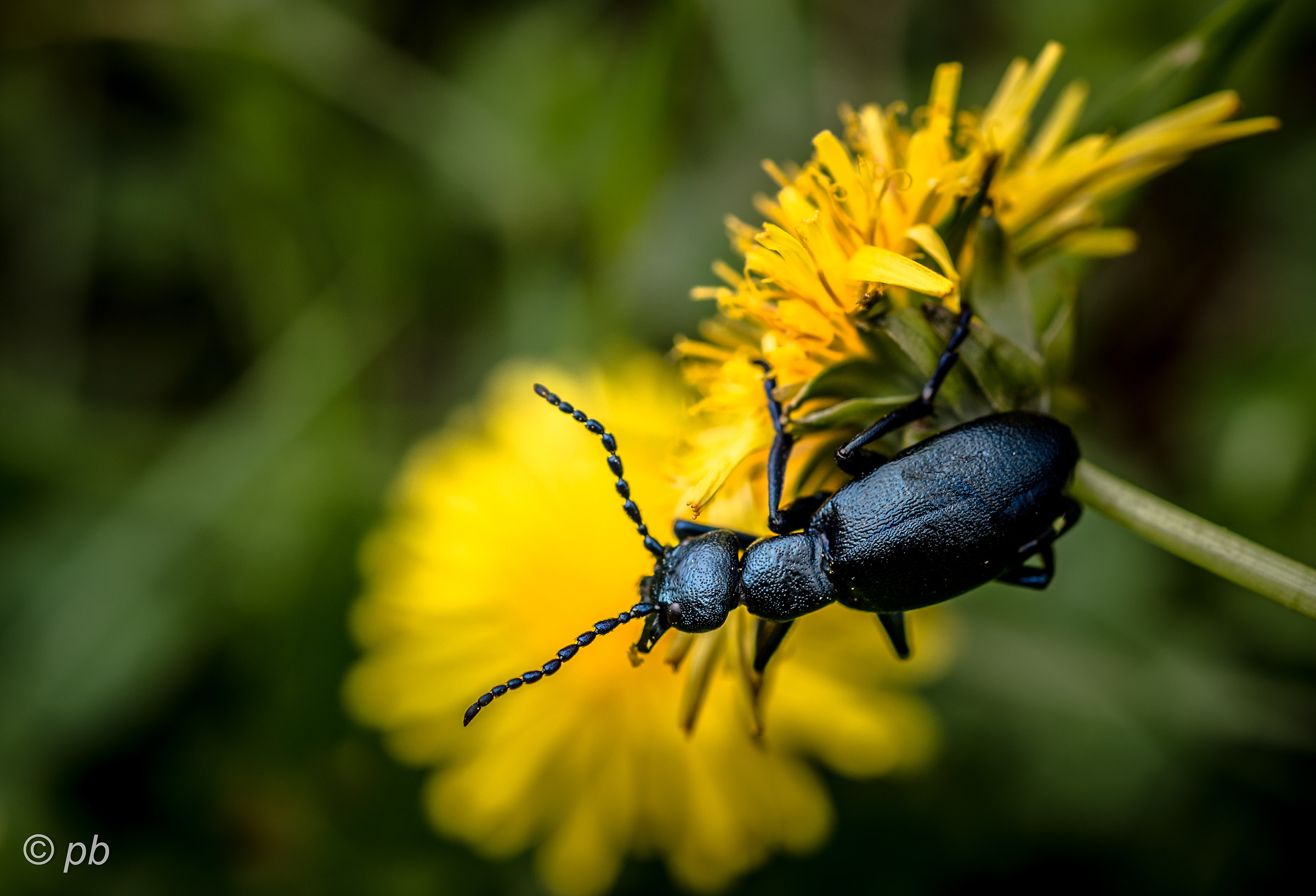 ... I'll jump or not jump ...?