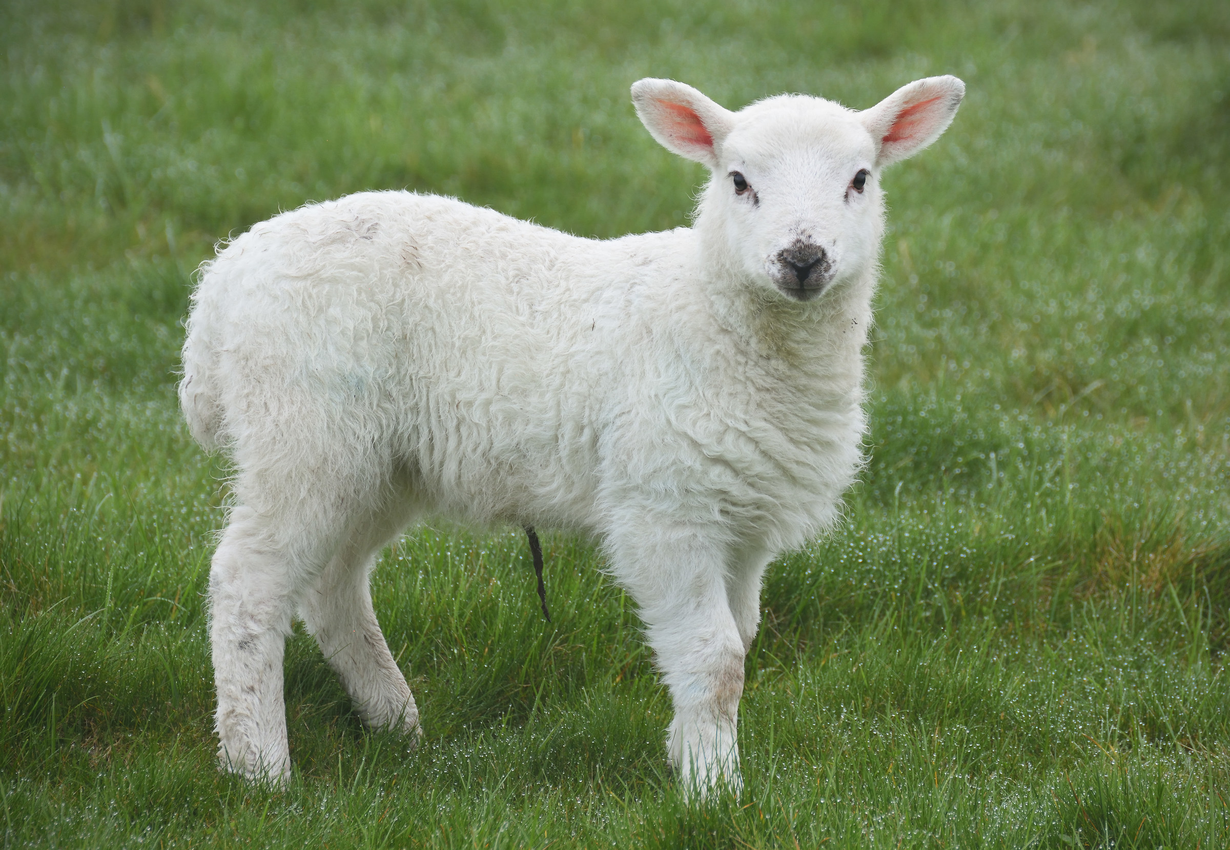 "Sono incredibilmente carino!!!"