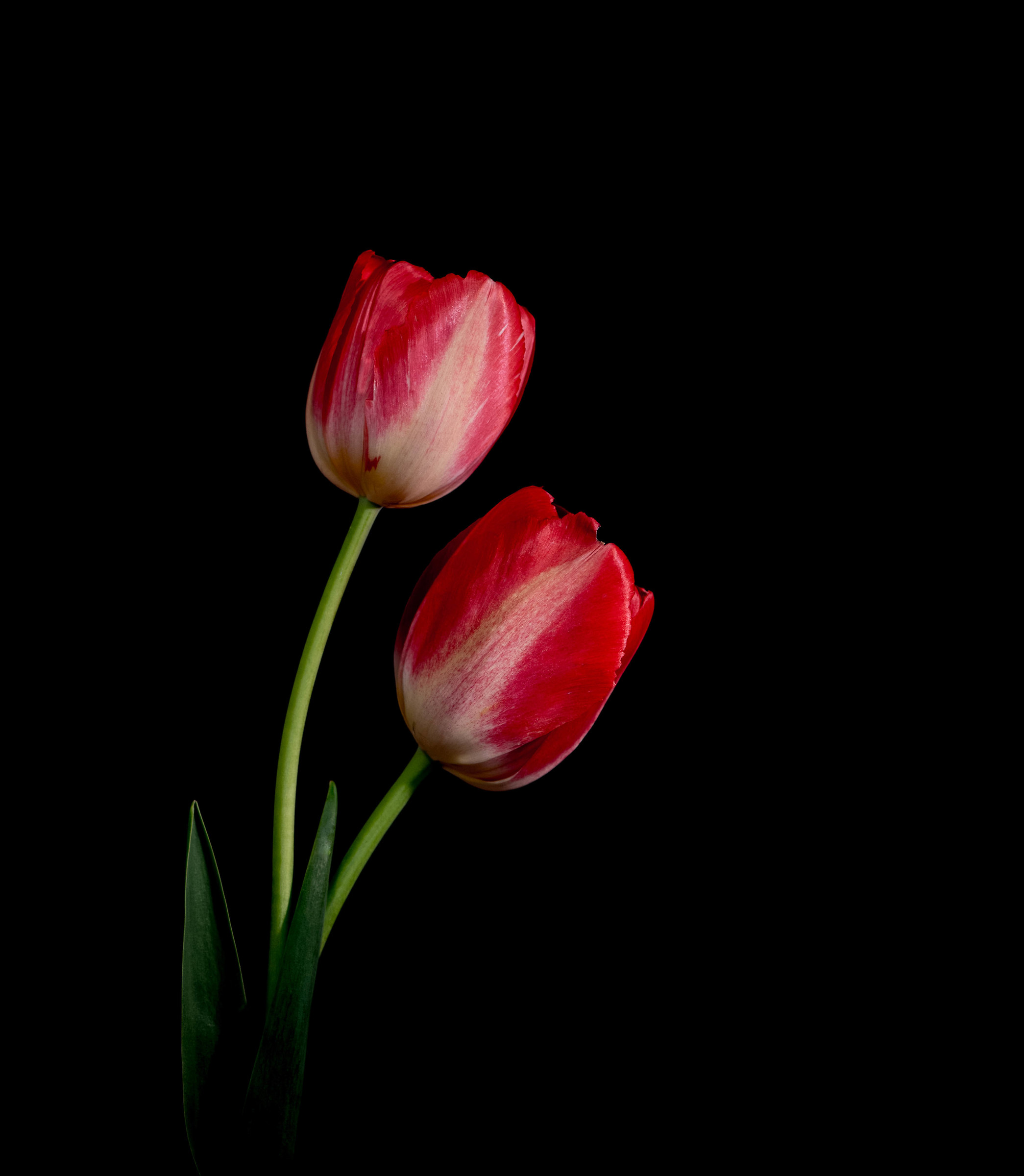Two tulips.