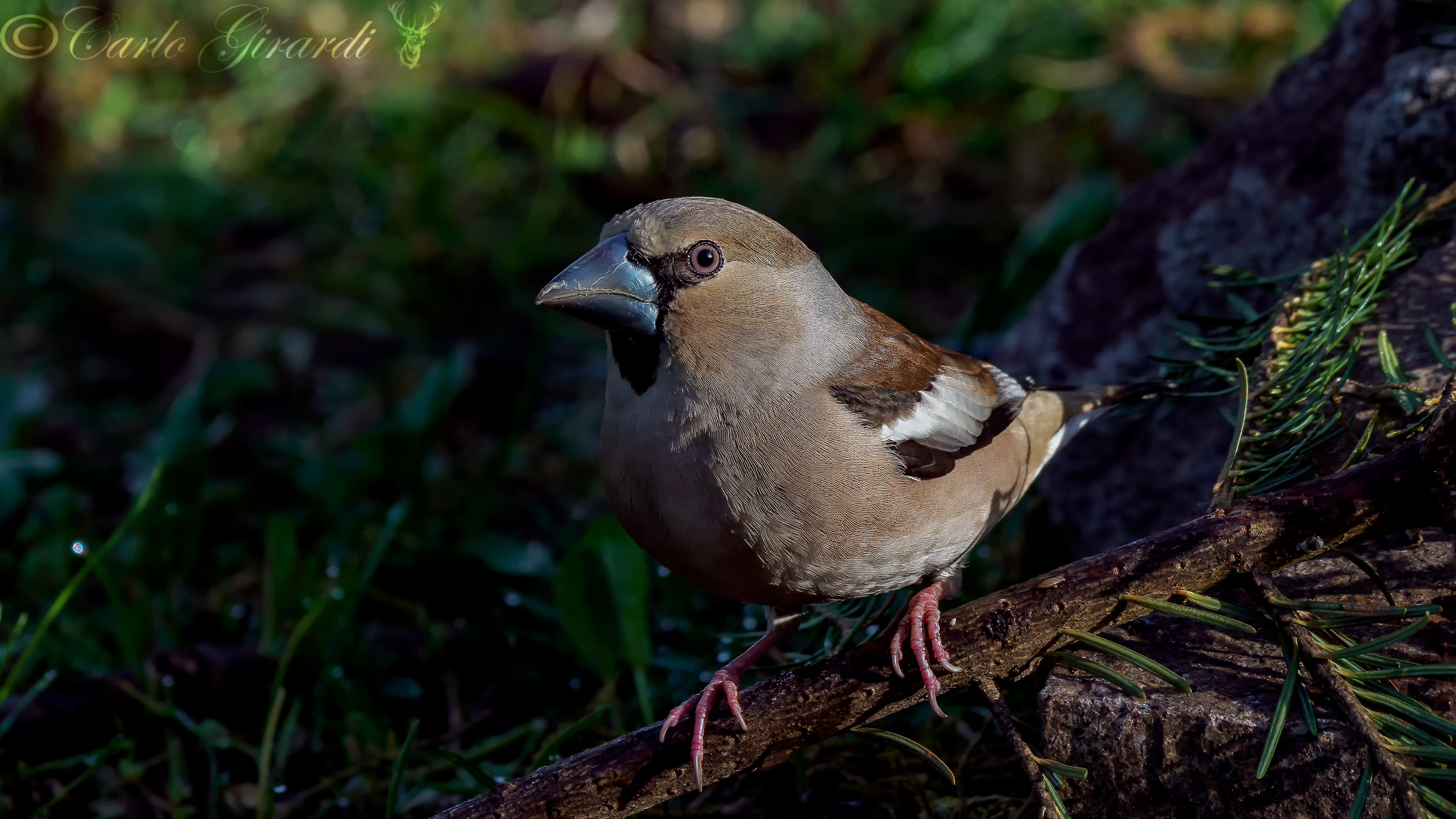 Hawfinch and the first rays of sunshine