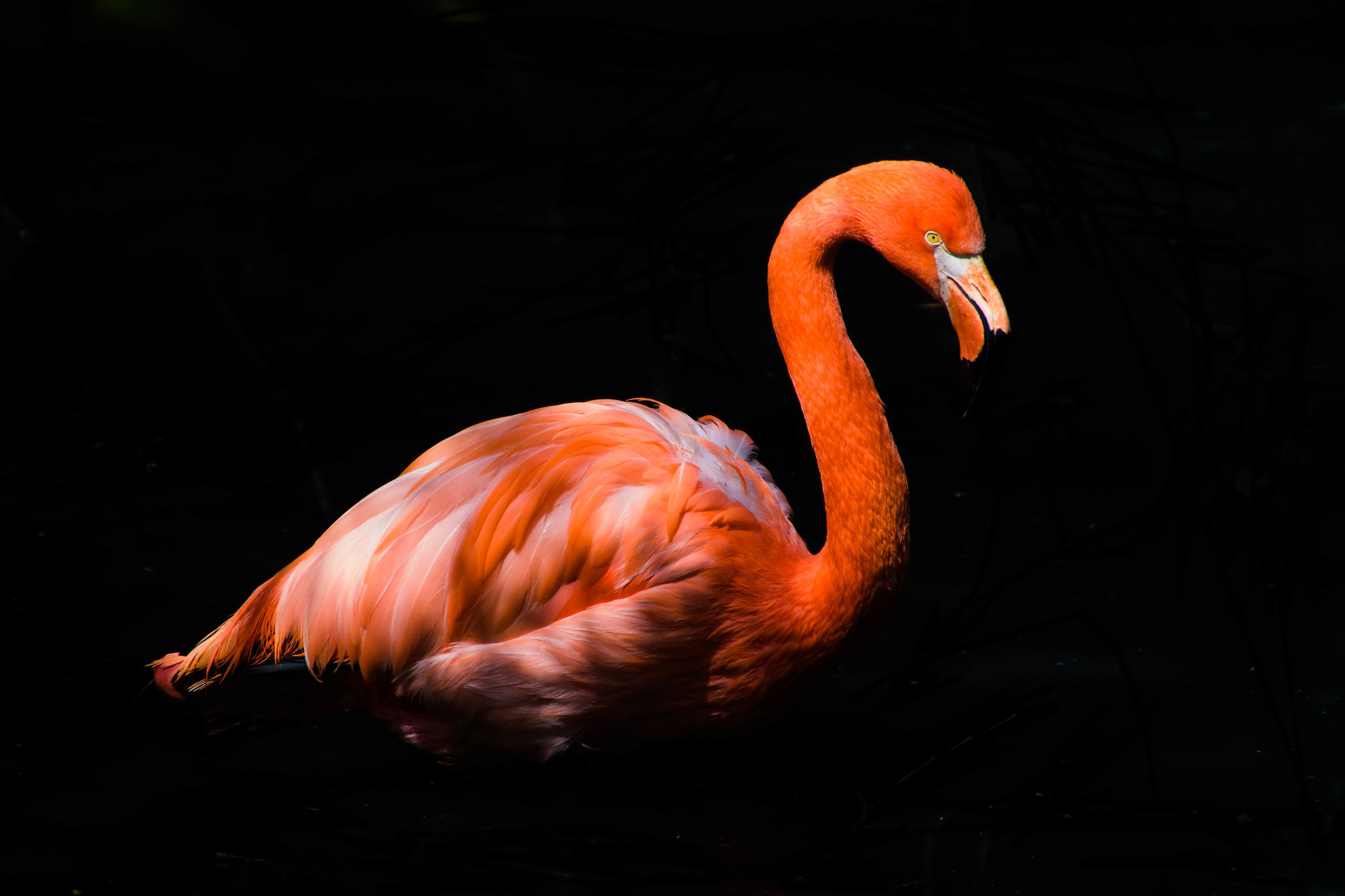 Flamingo