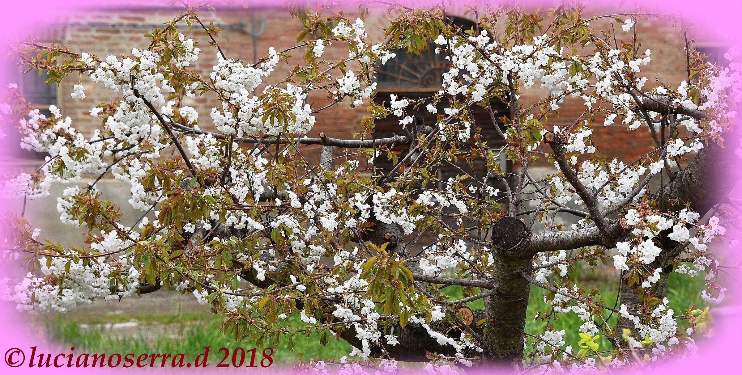 Vecchio ciliegio in fiore