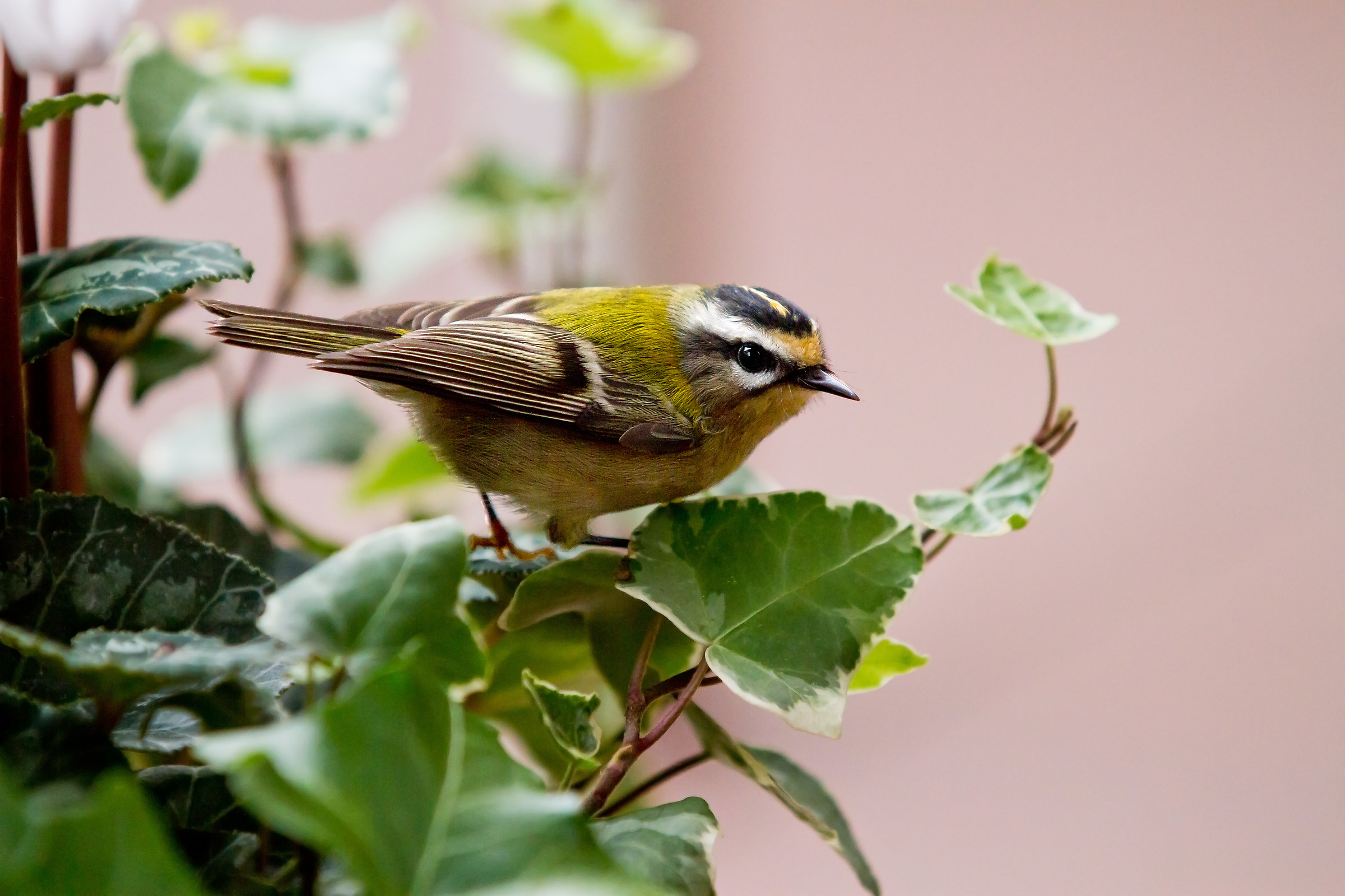 Firecrest planting material of the terrace