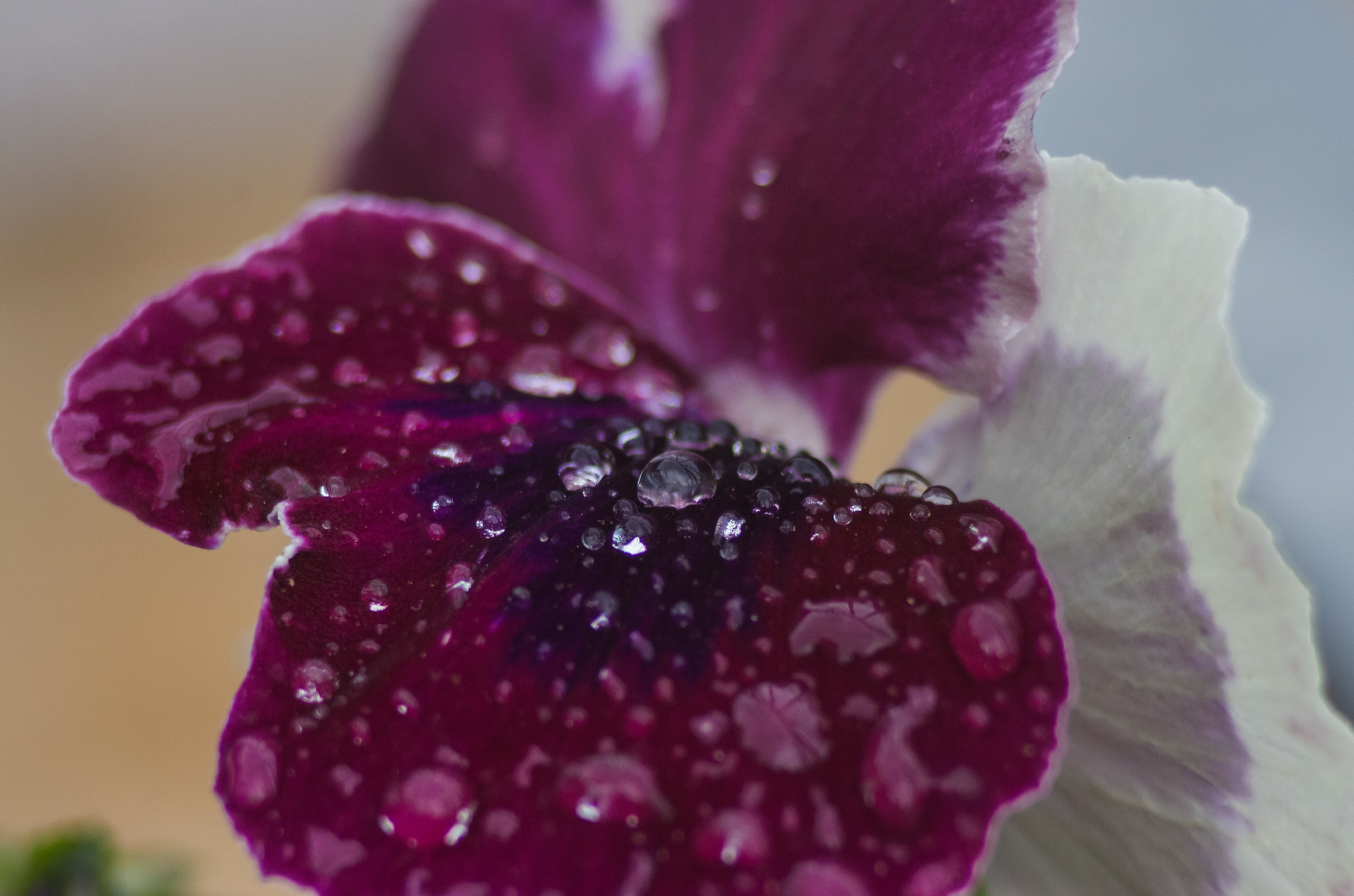 Raindrops on Pansy