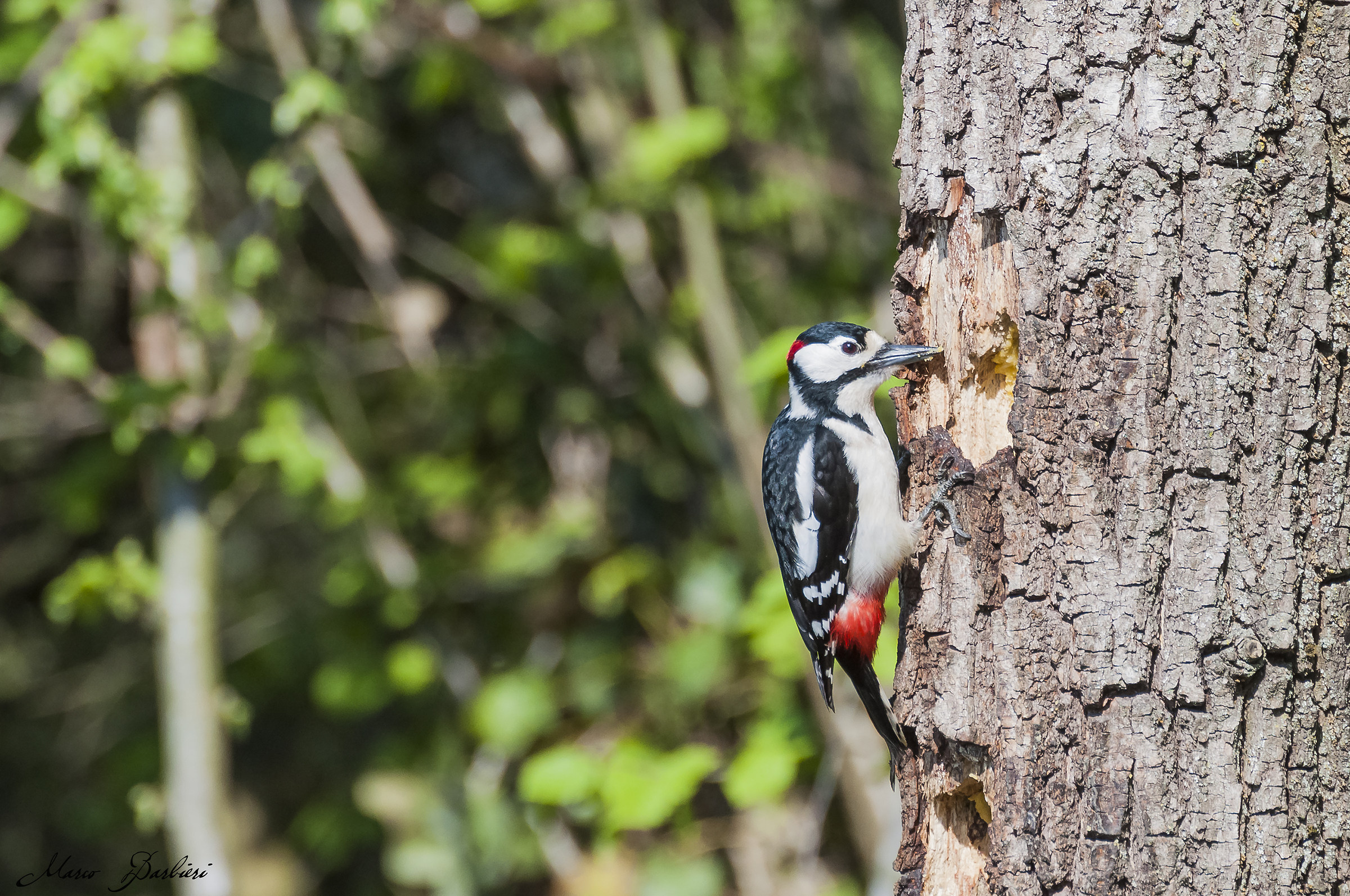 Picchio rosso maggiore maschio