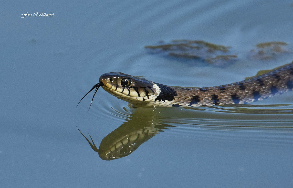 Ringed snake ... Grass snake ...