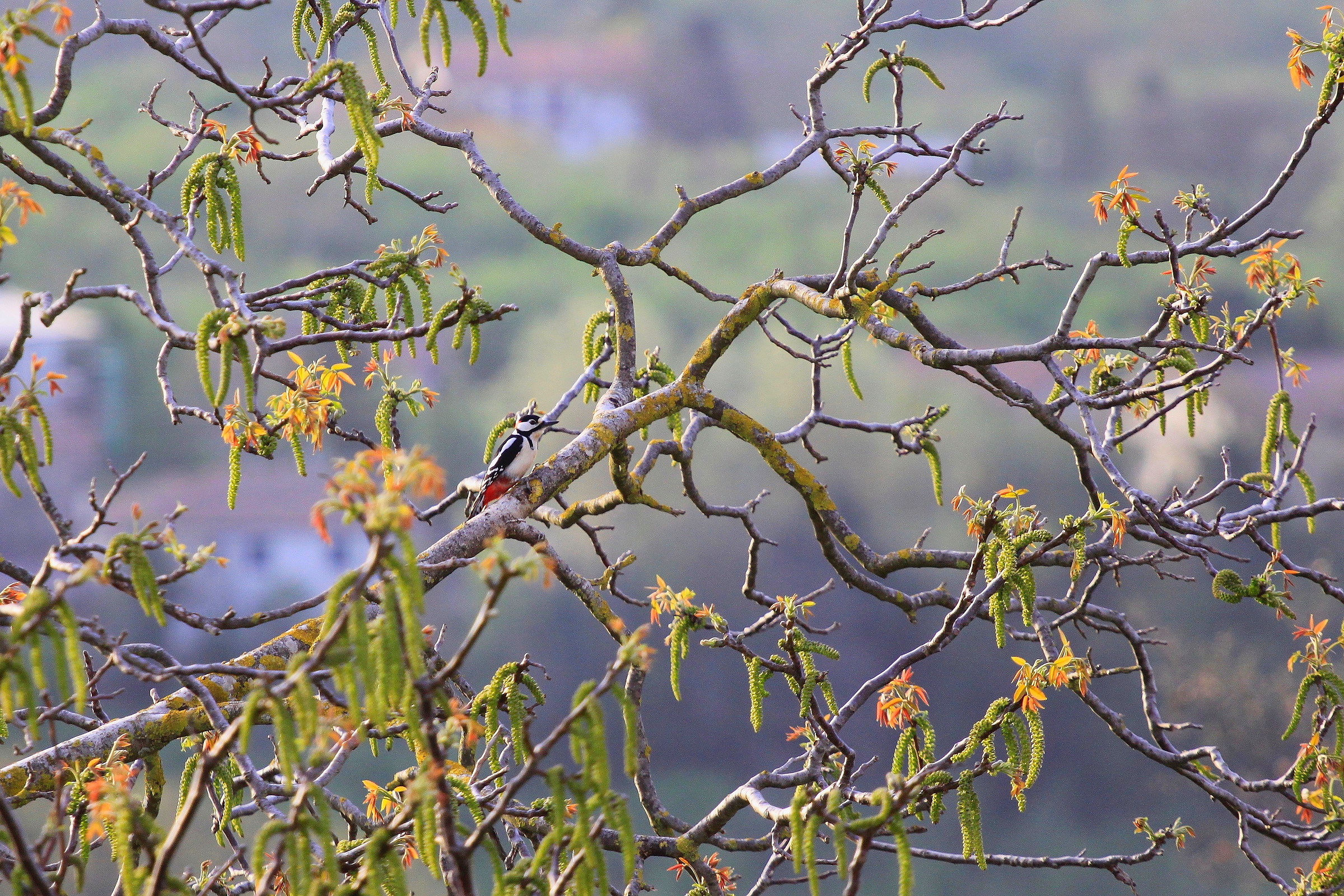 great spotted Woodpecker
