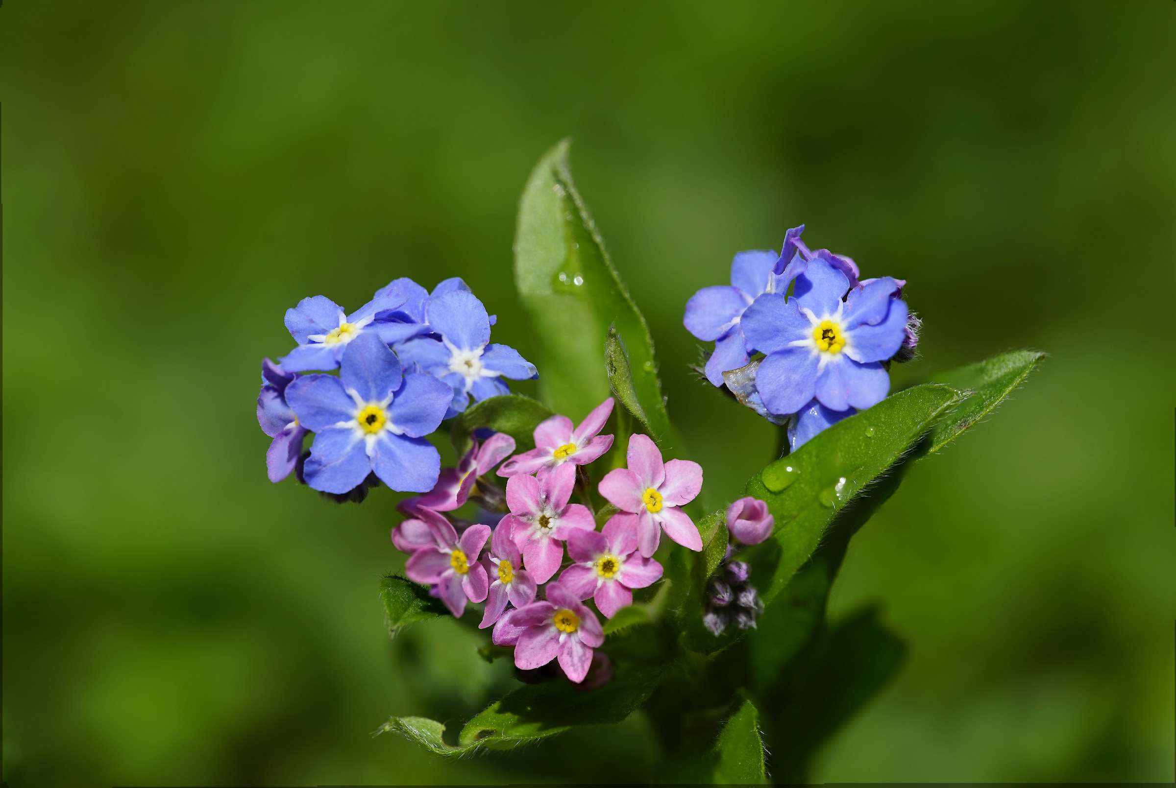 Sweet, simple, beautiful.