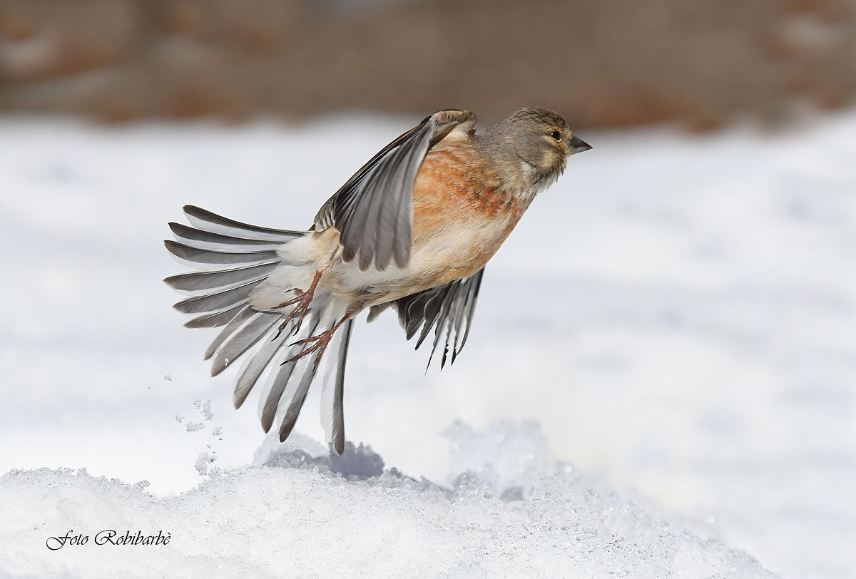 Linnet ... female ...