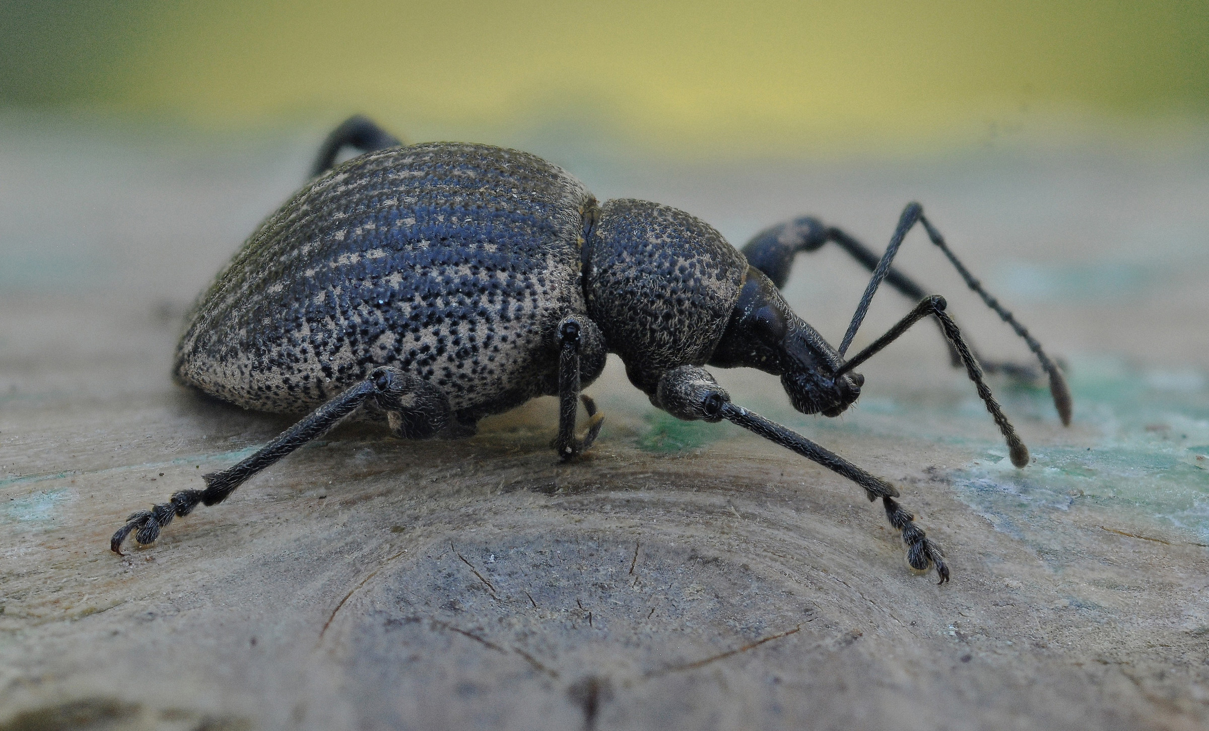 weevil beetle