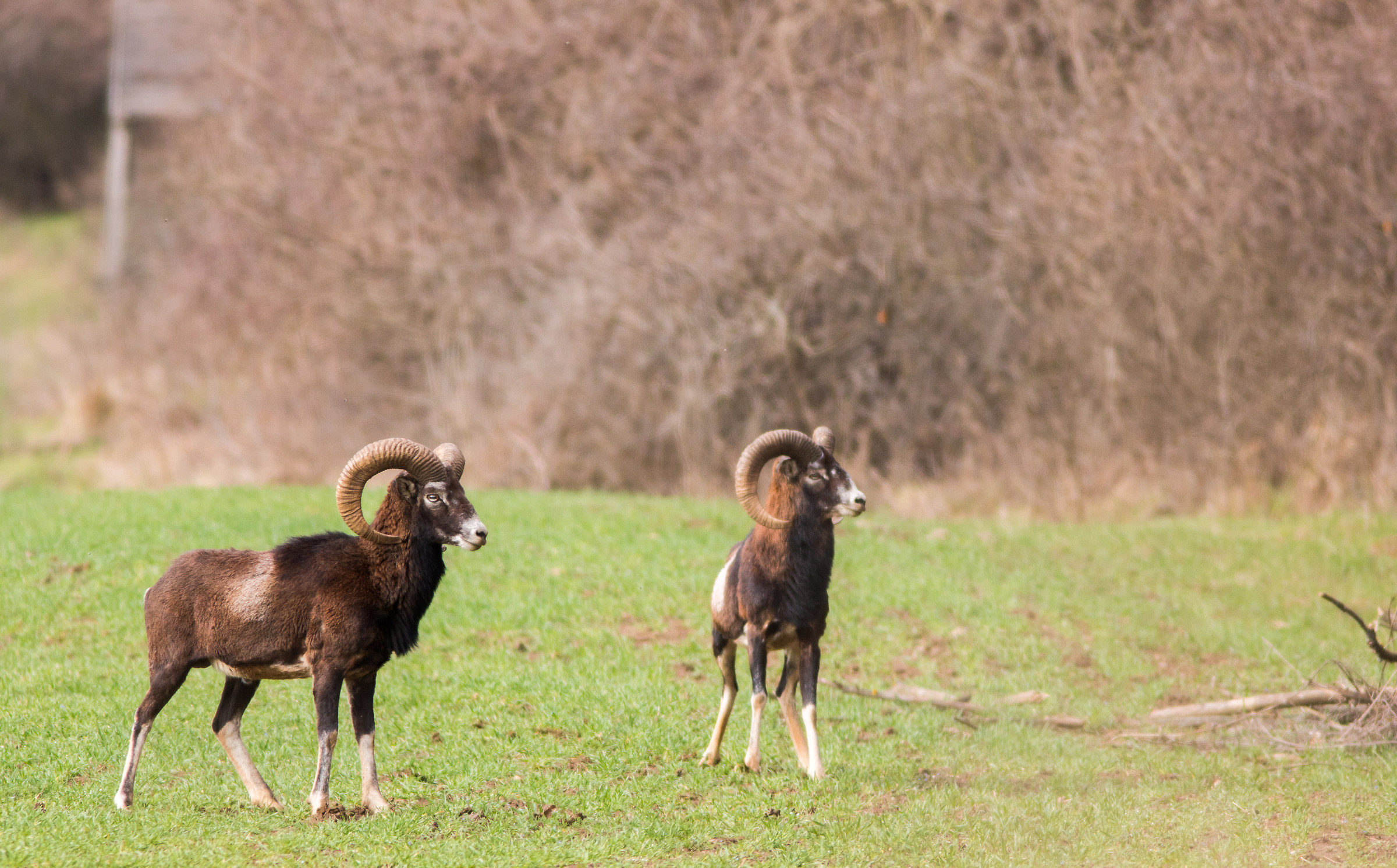 mouflon 1