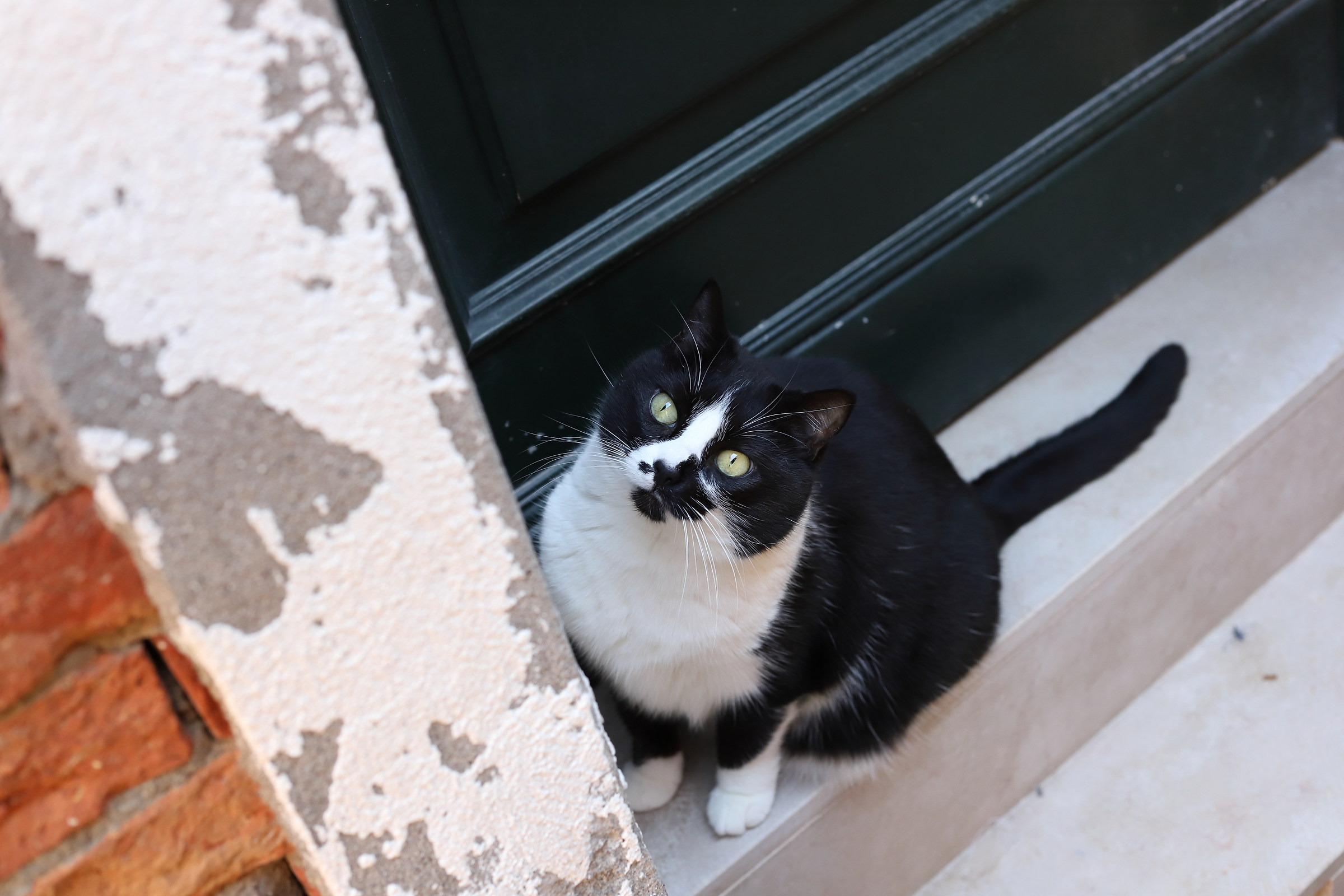 Venetian cat 2