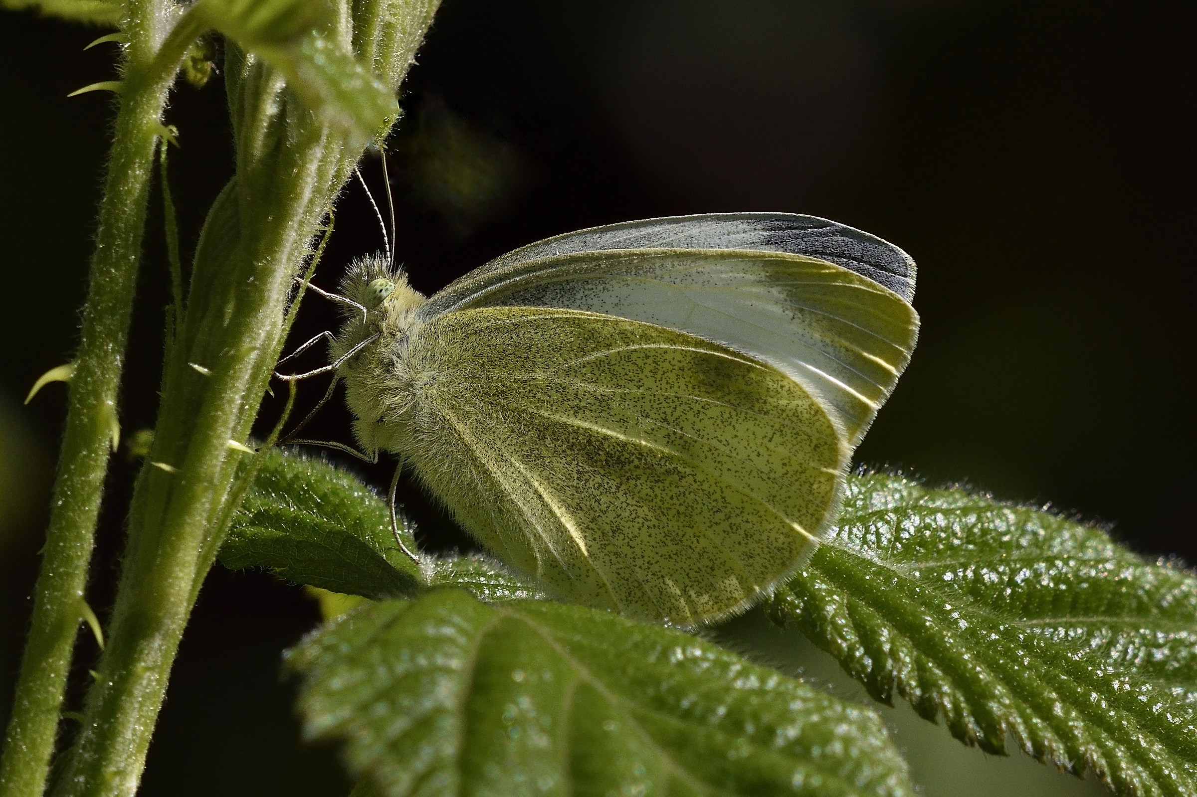 a simple small white ...