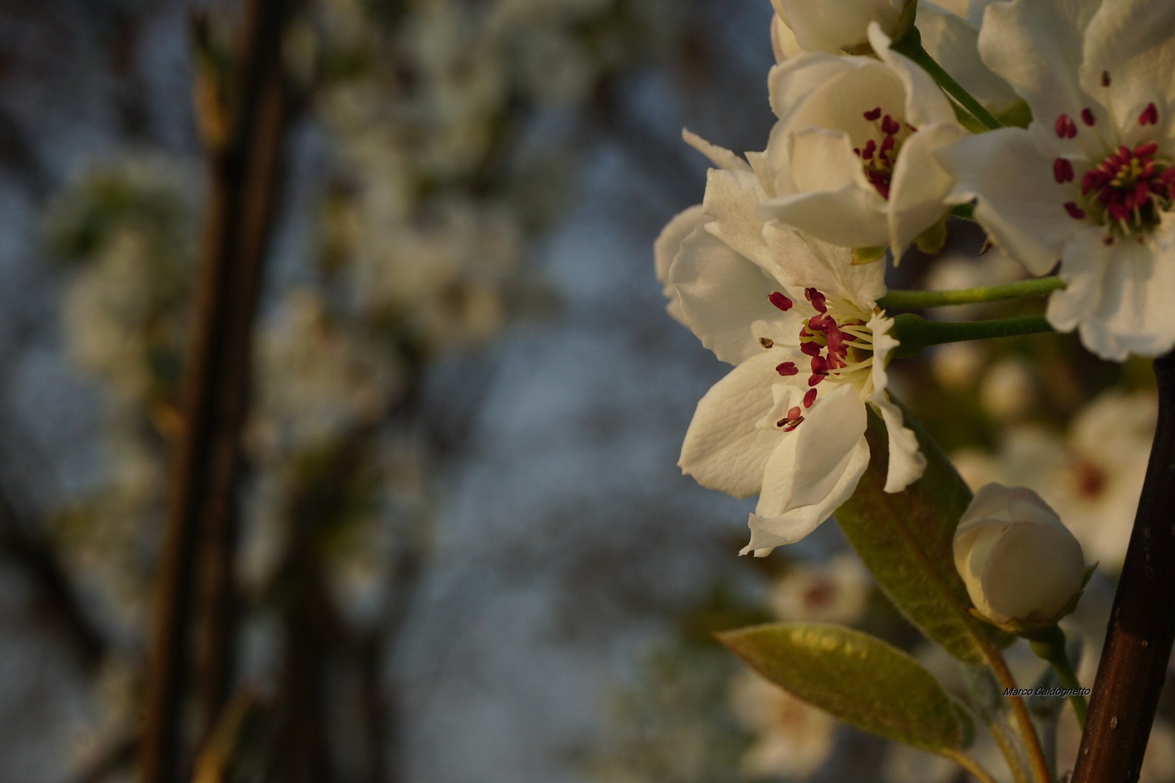 Ad Aprile I fiori... e Maggio avrà gli Onori"