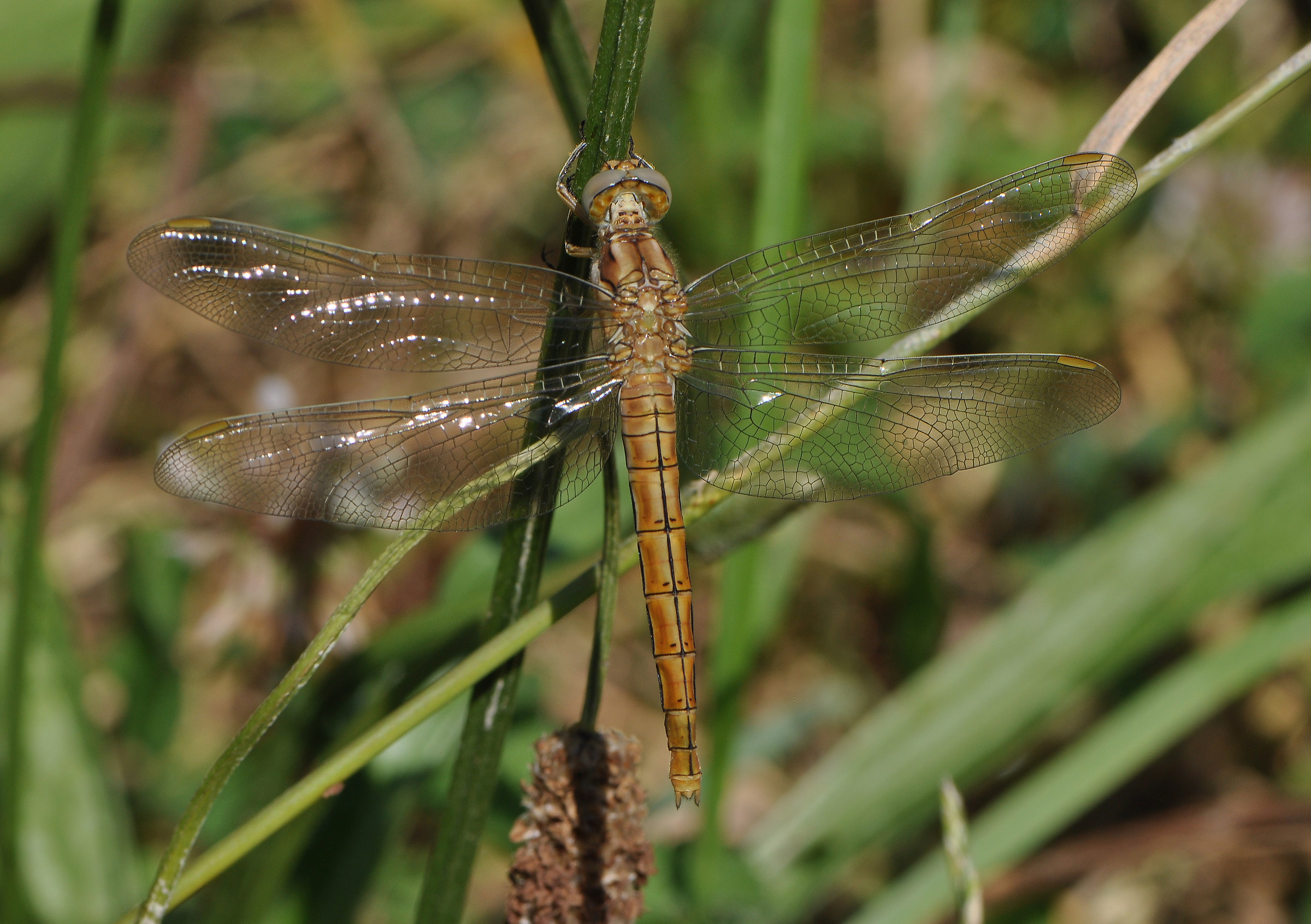 Orthetrum brunneum