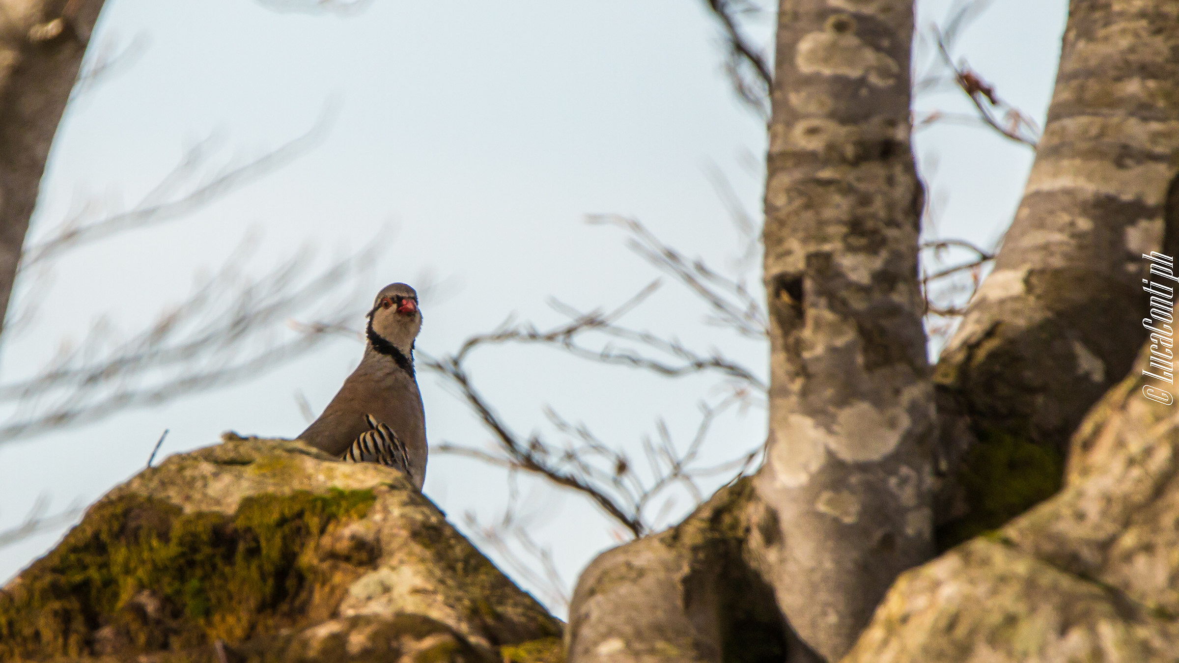 Rock Partridge (Alectoris Graeca)