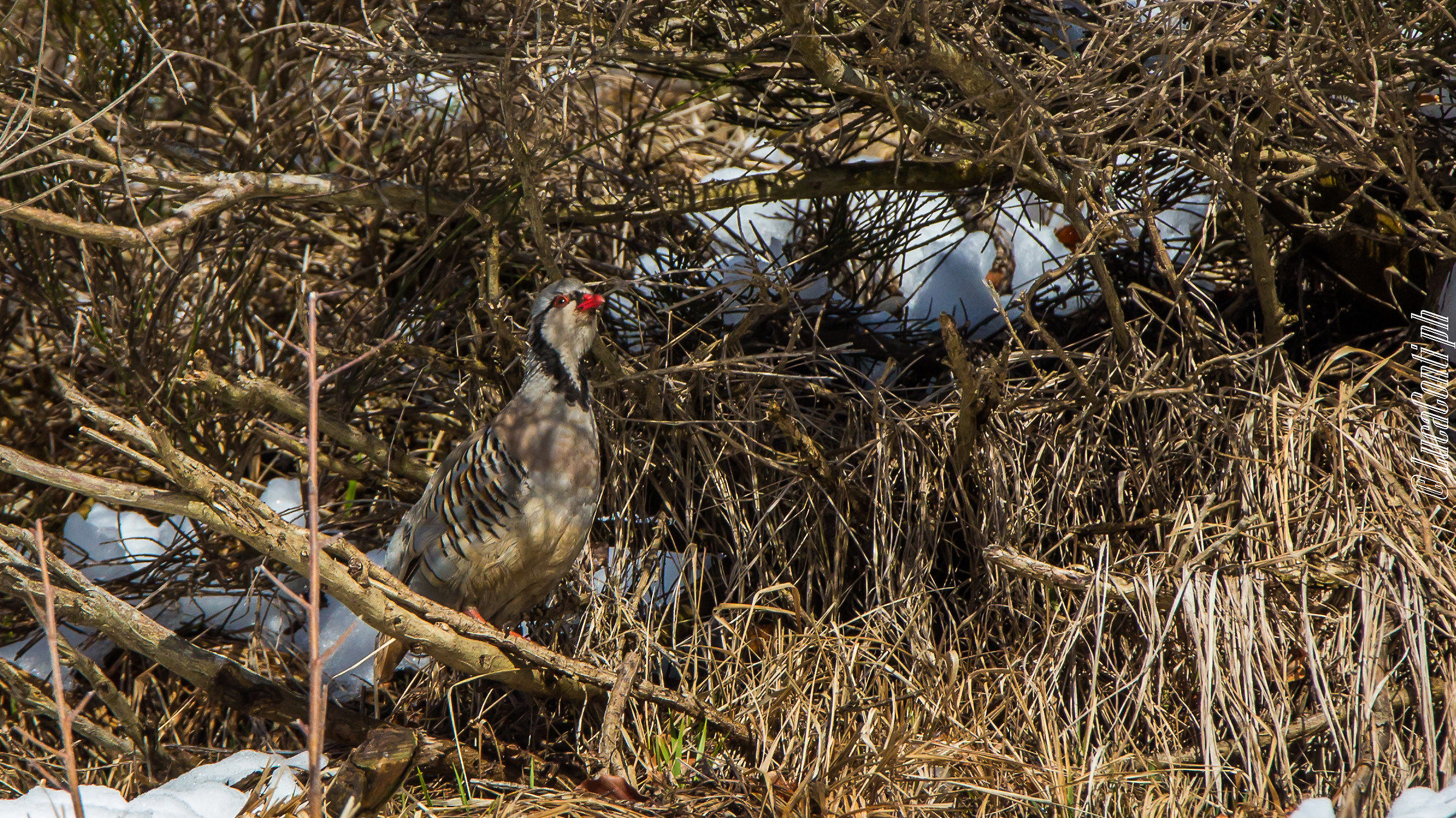 Rock Partridge (Alectoris Graeca)