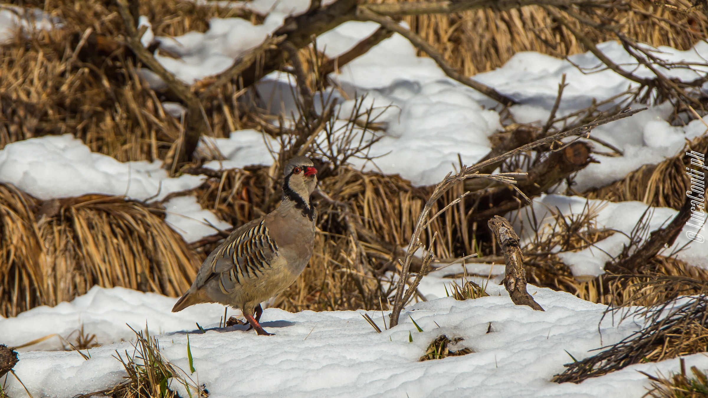Rock Partridge (Alectoris Graeca)