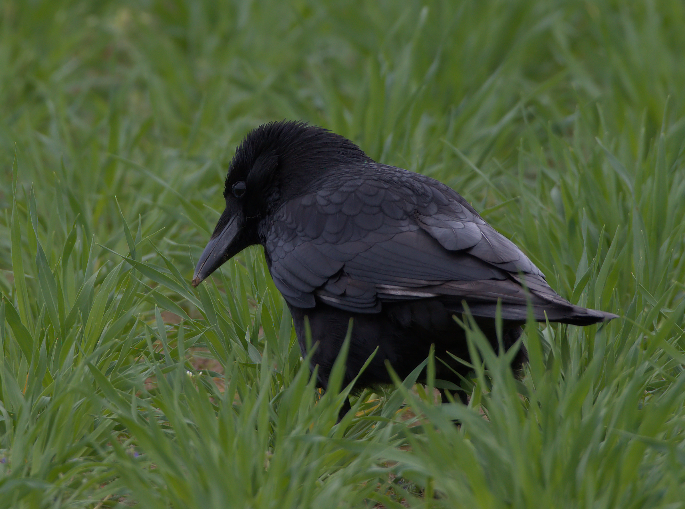 Carrion Crow