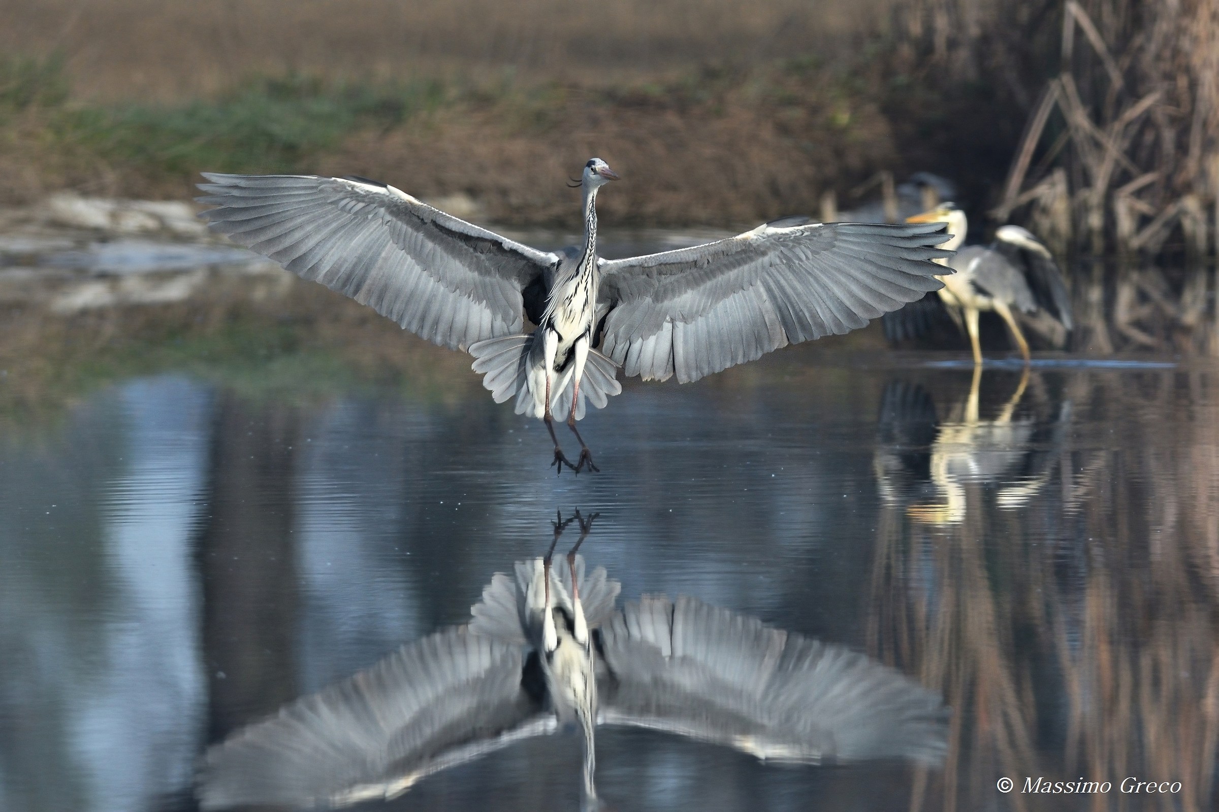 Grey heron