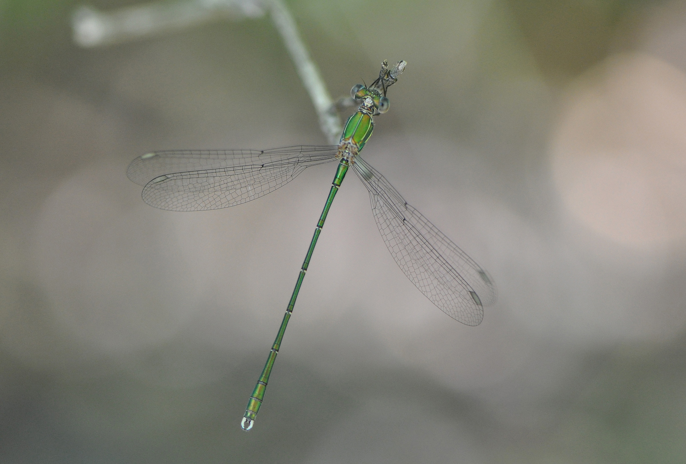Chalcolestes viridis