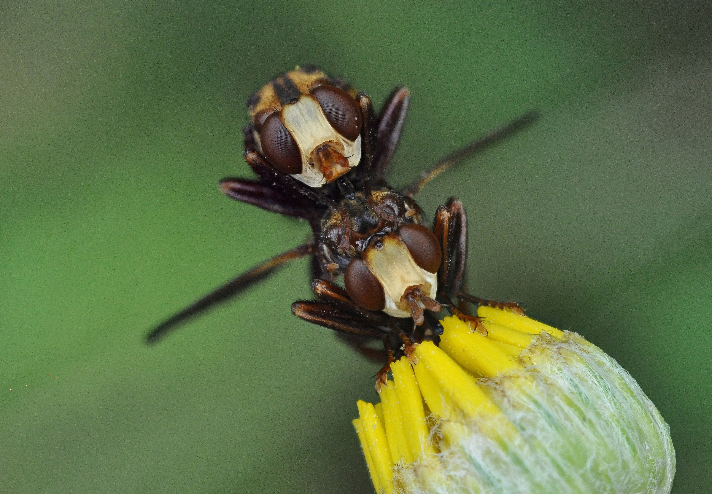 scusate il disturbo...