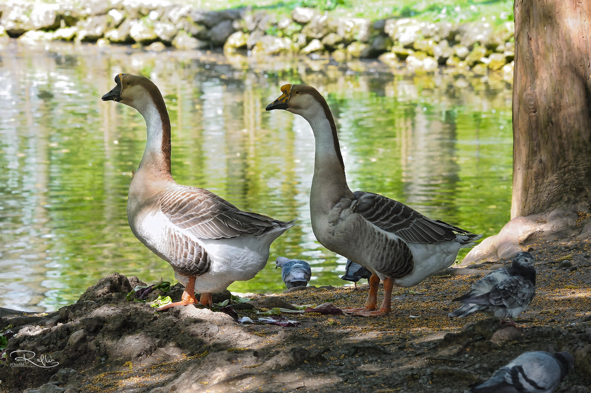 Pond of the Royal gardens