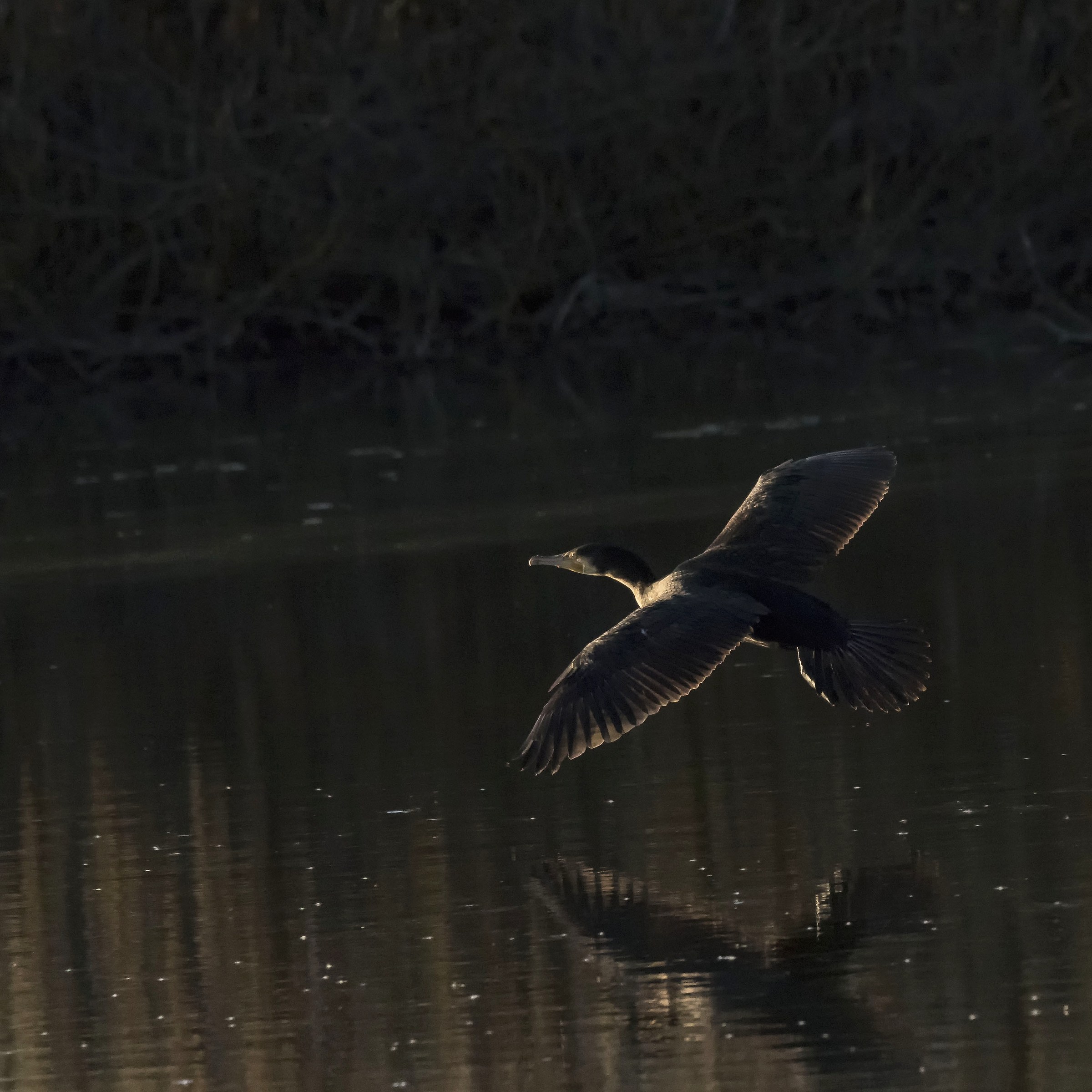 Dark in the dark. Embrace your pain.