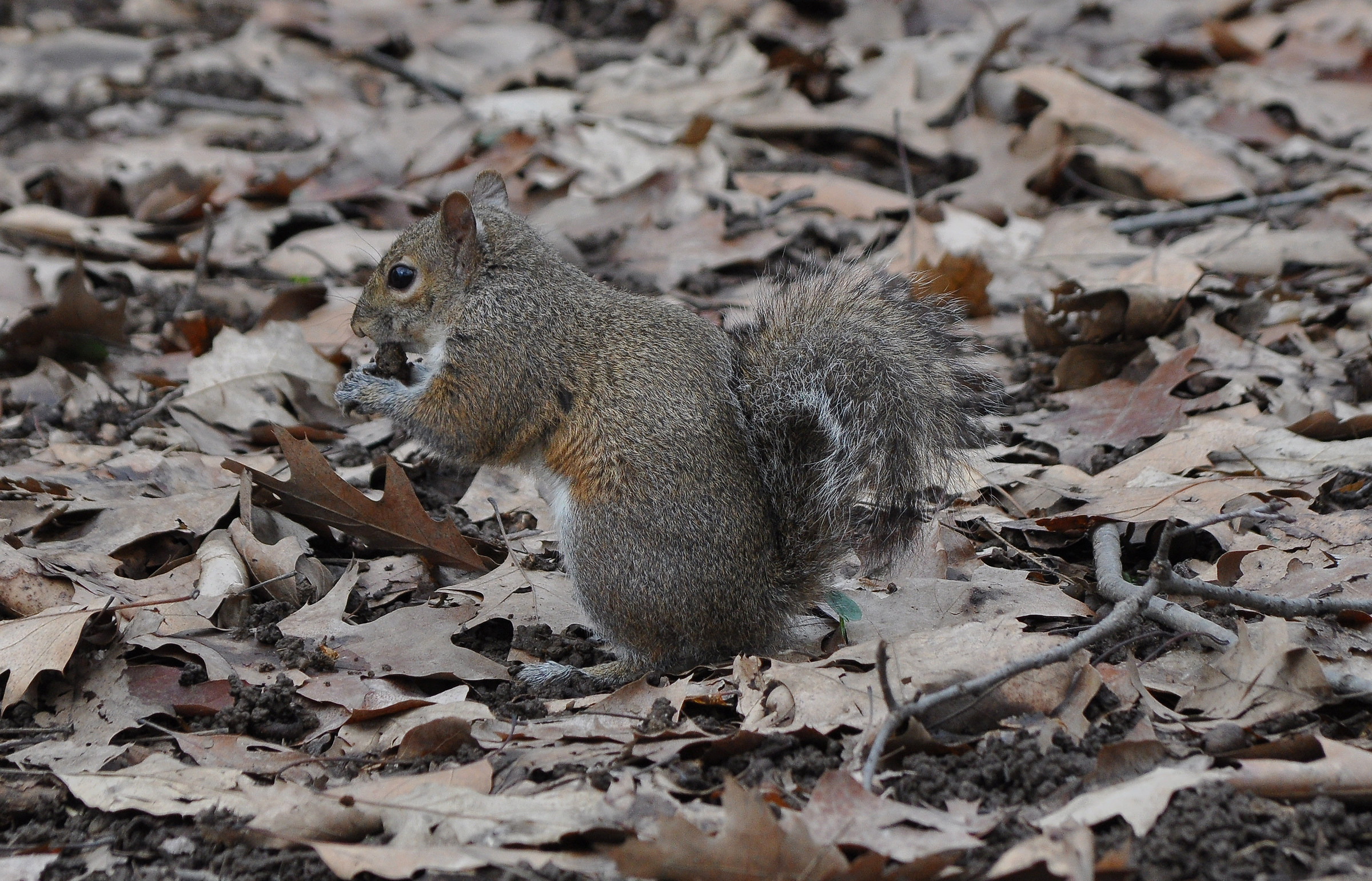 Sciurus carolinensis