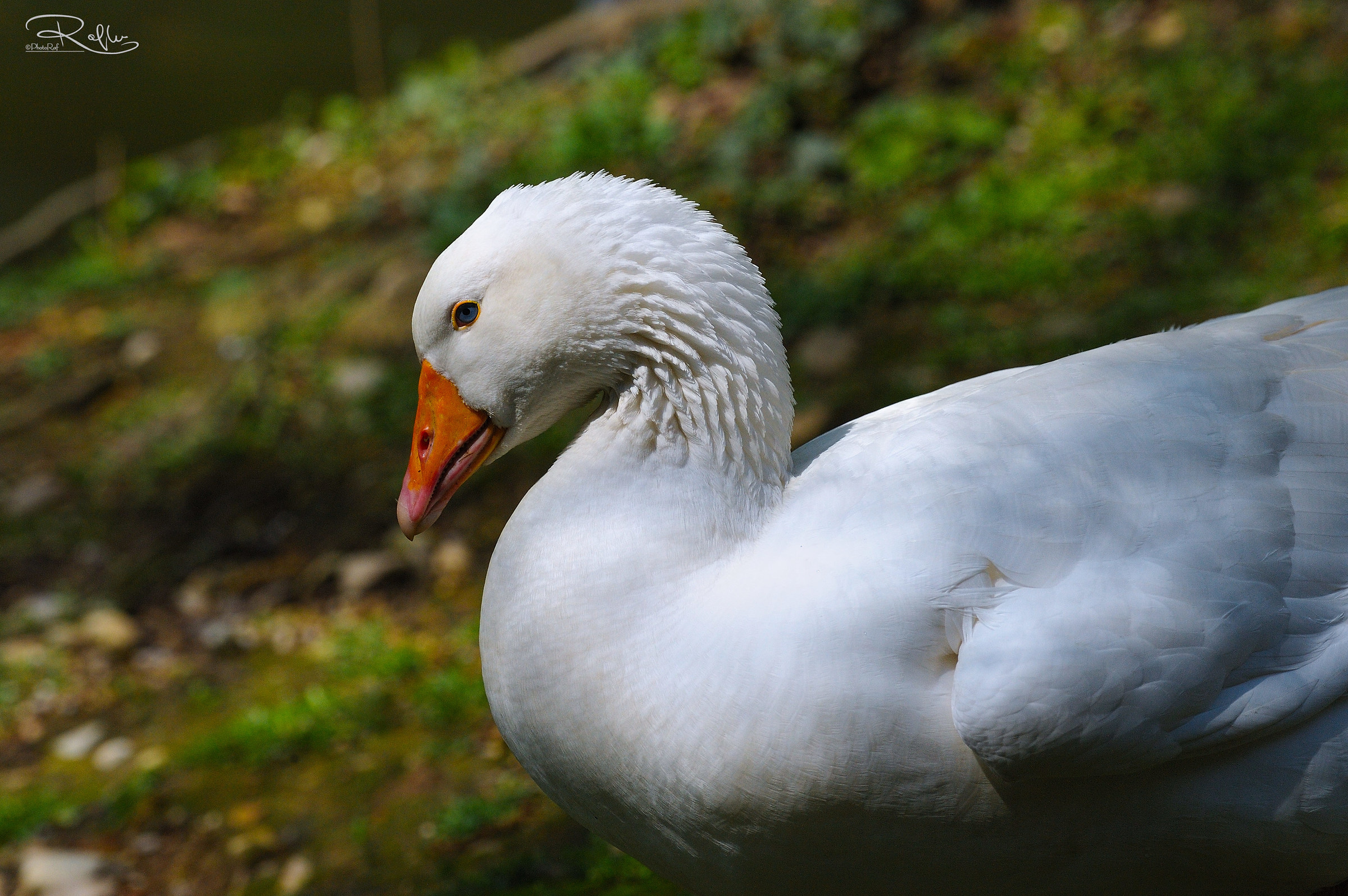 Laghetto dei giardini reali . Monza
