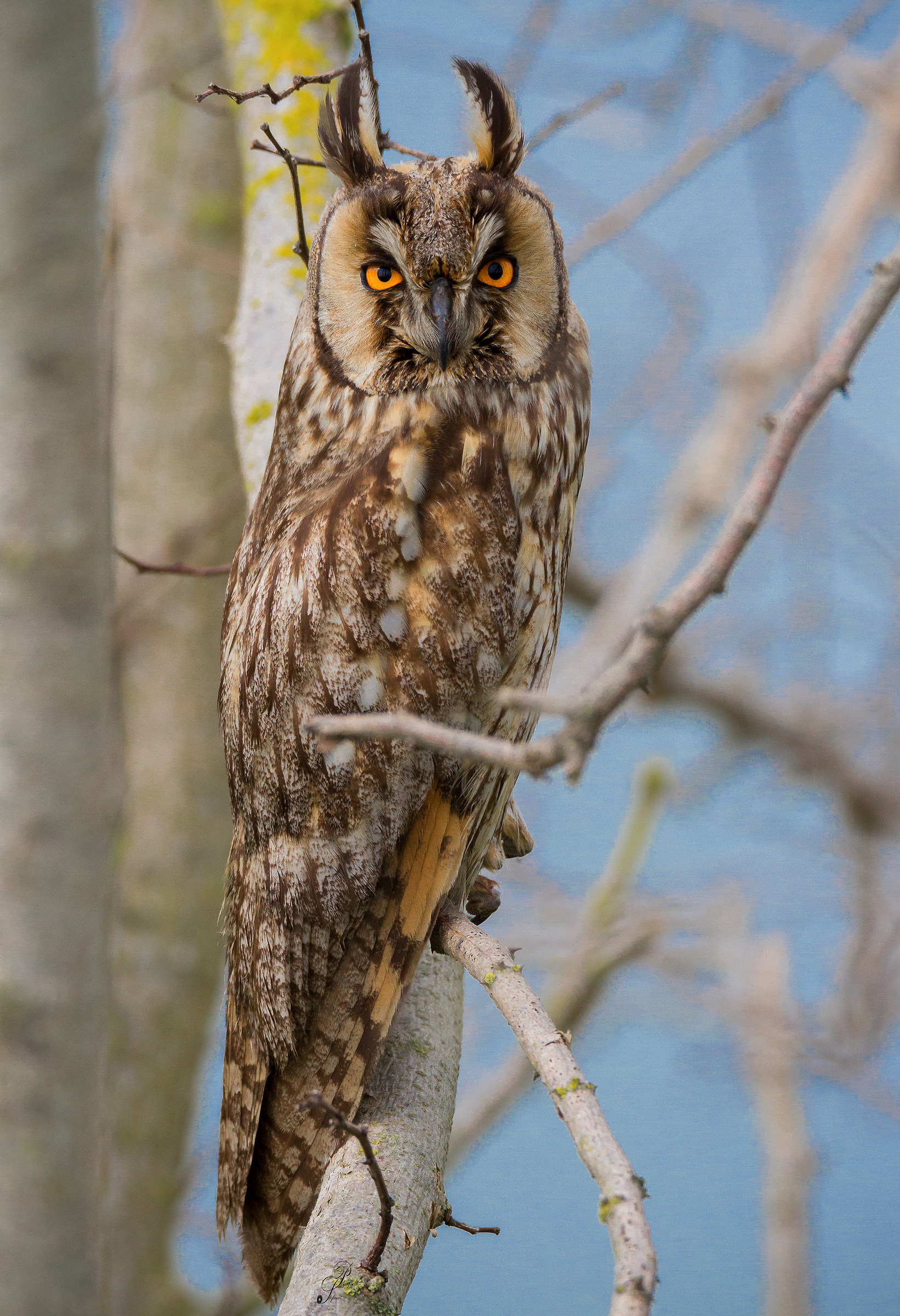 Daytime meeting with OWL