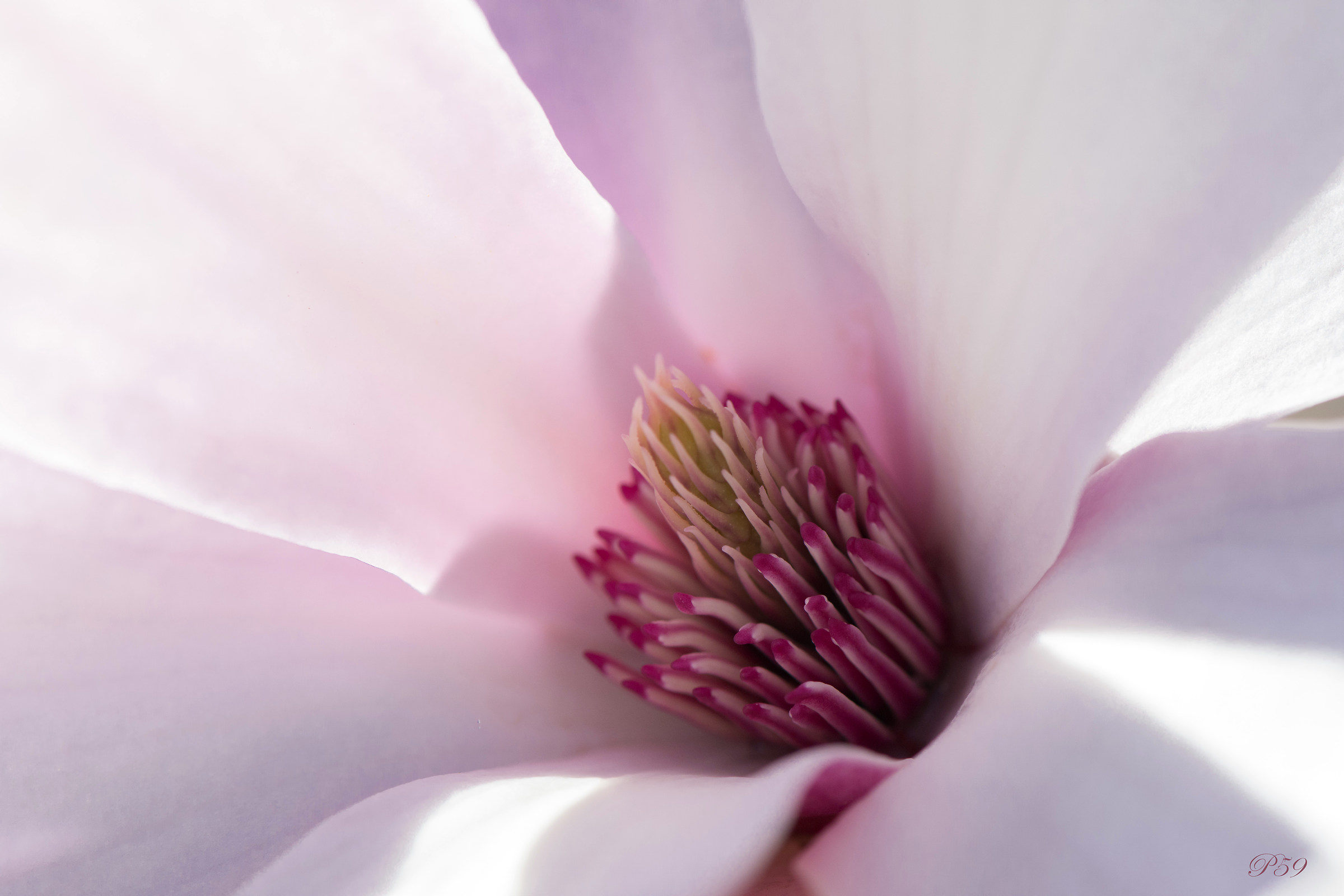 In the flower of magnolia