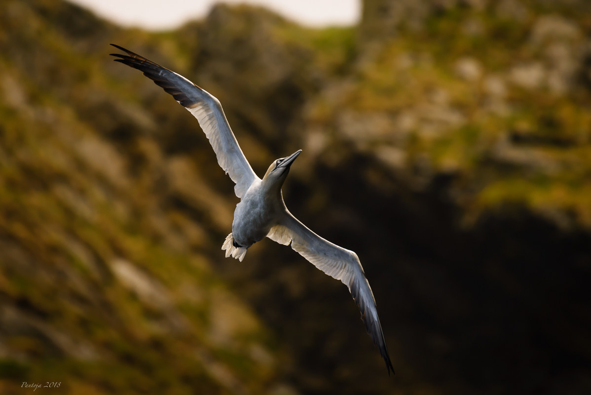 Gannet