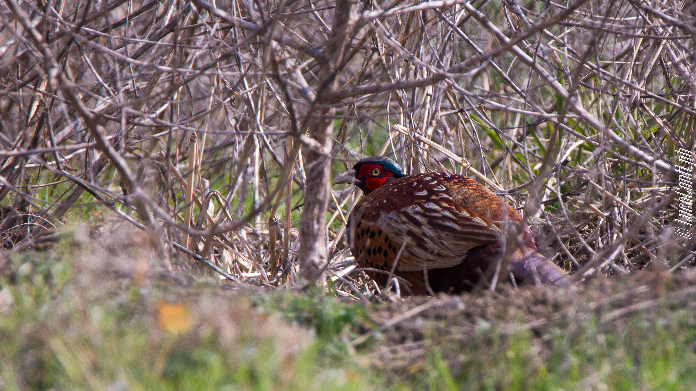 Common pheasant