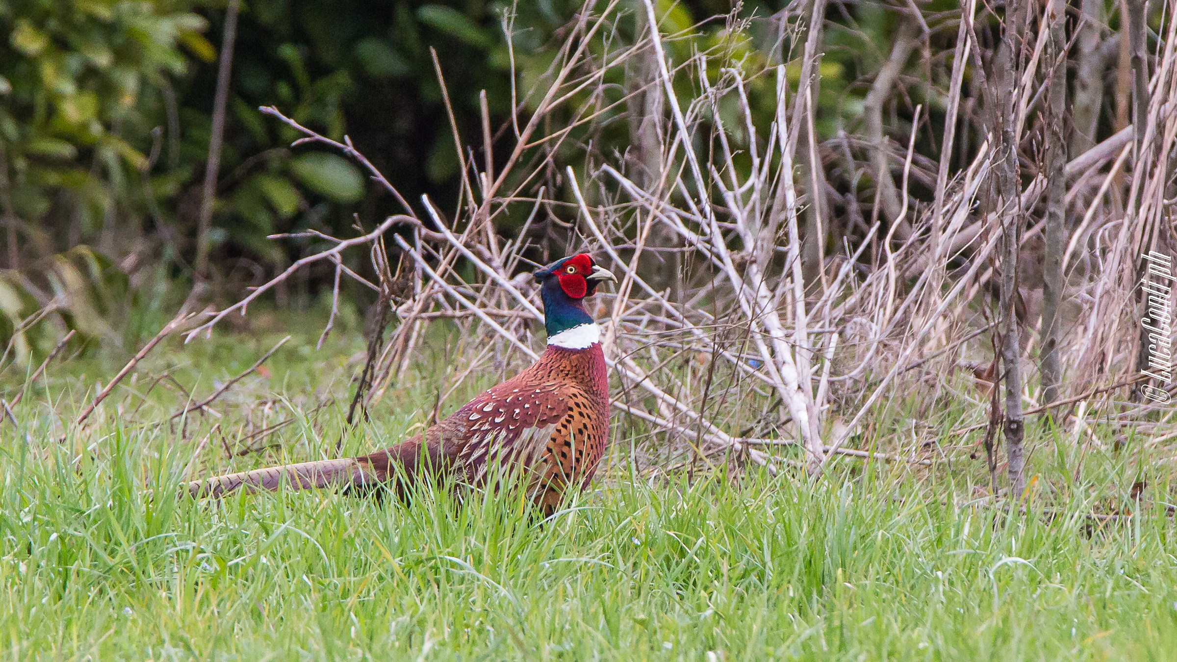 Common pheasant