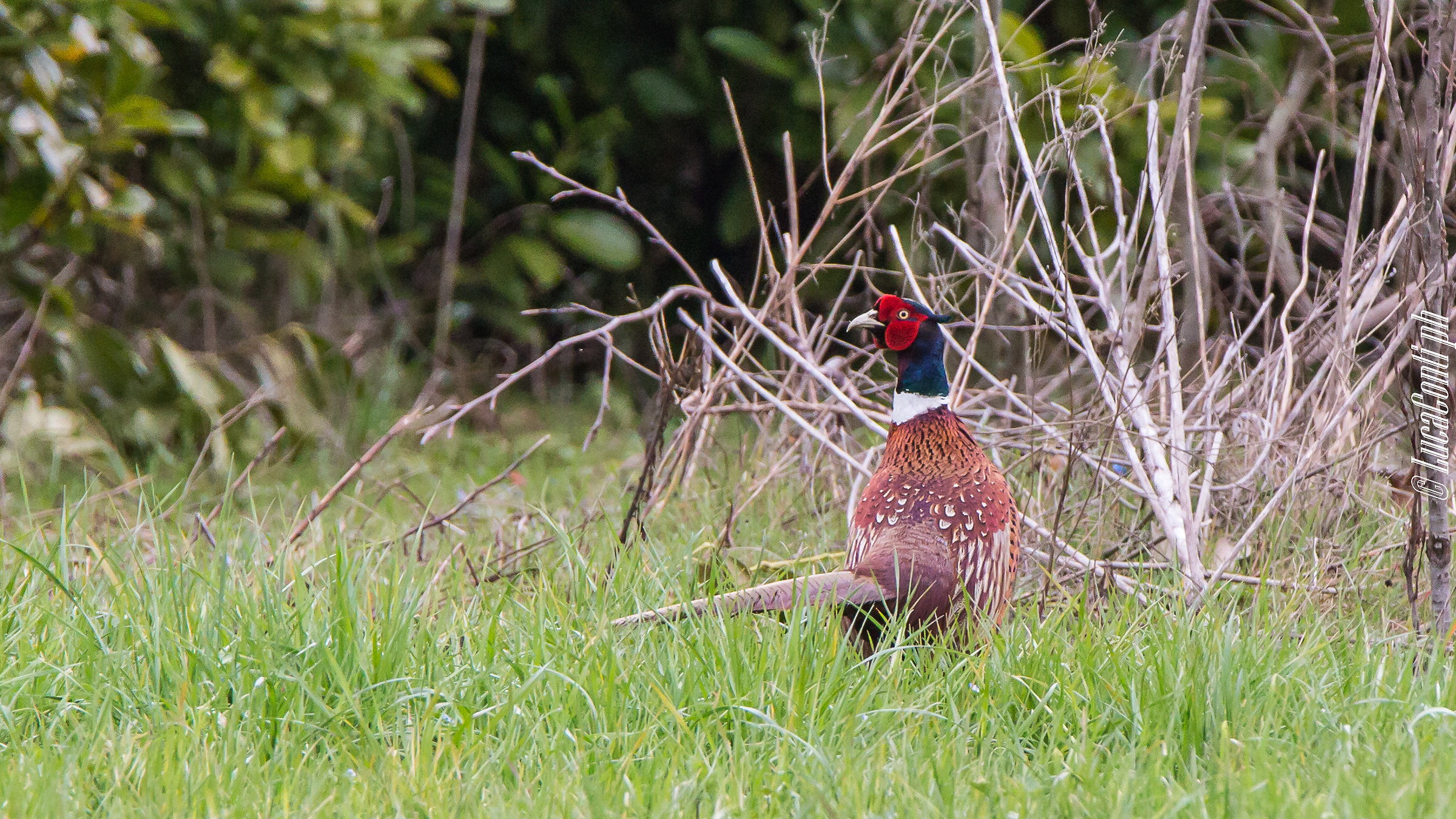Common pheasant