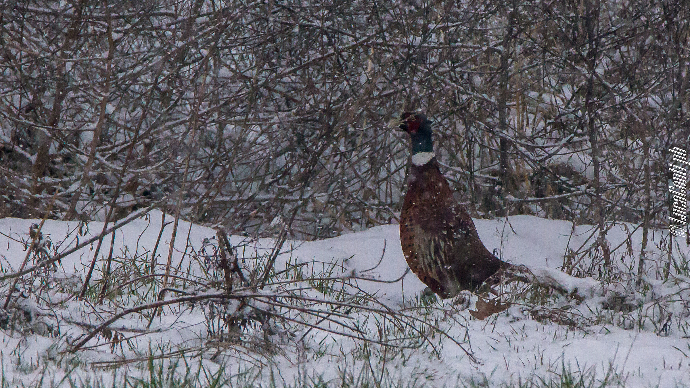 Common pheasant