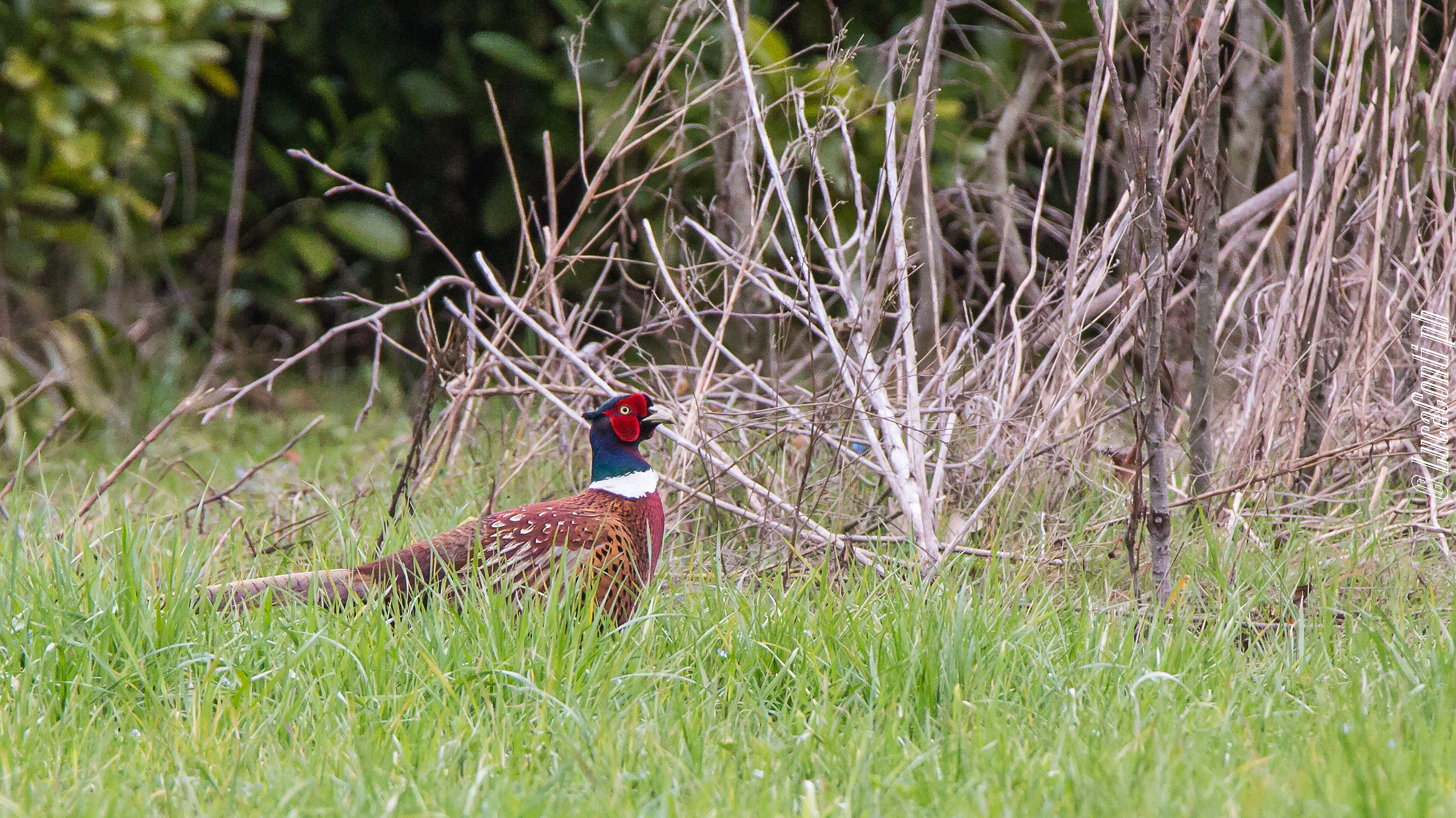 Common pheasant