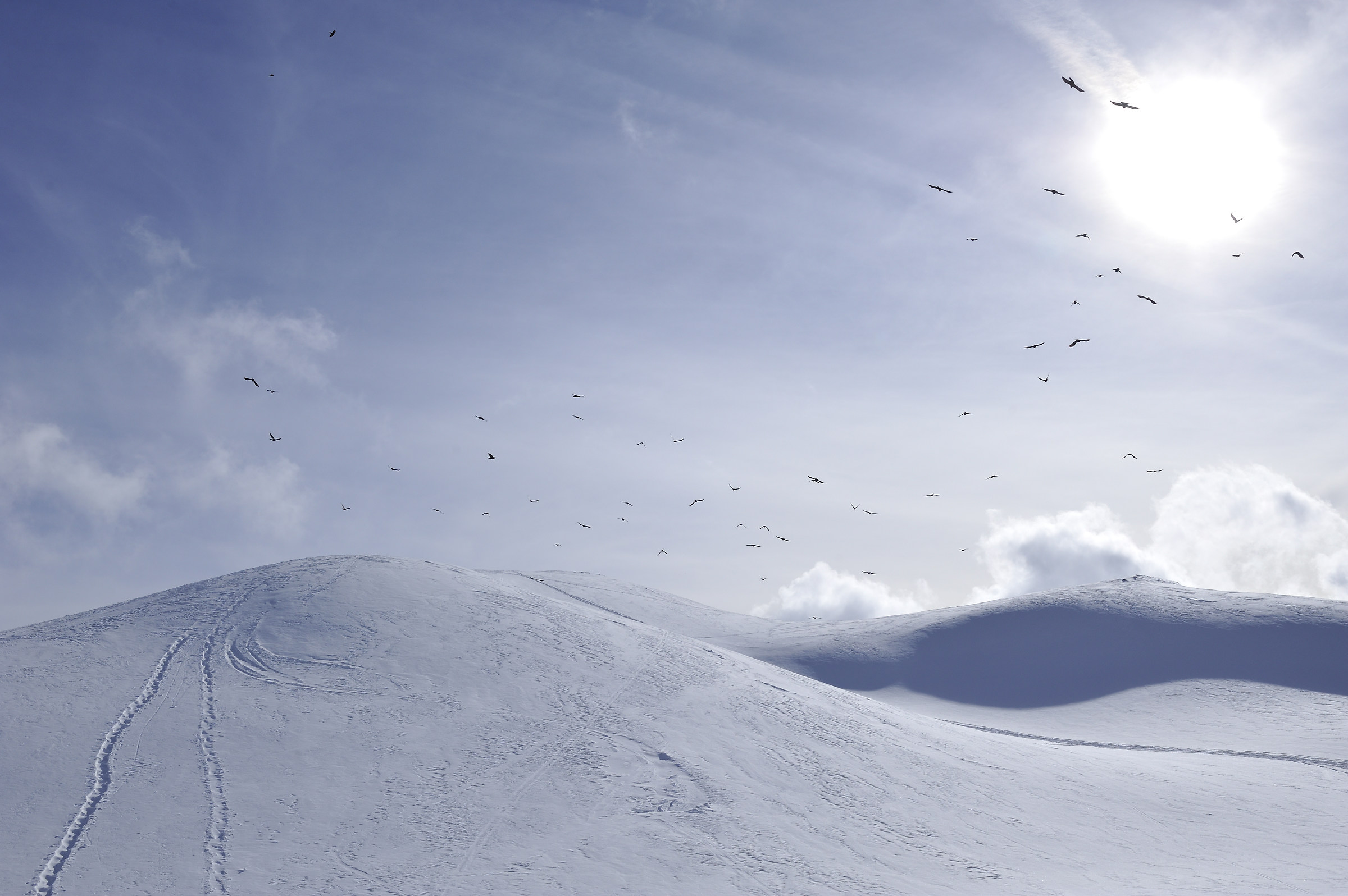 On paper, the Ravens.