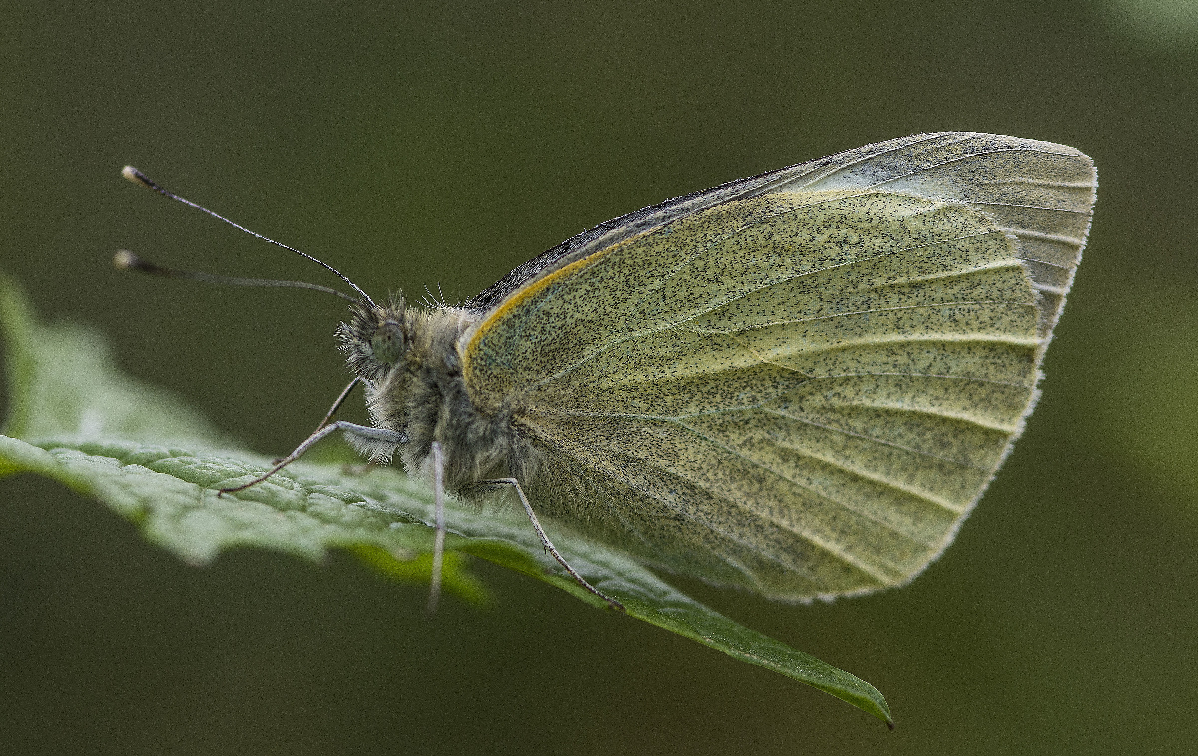 large white