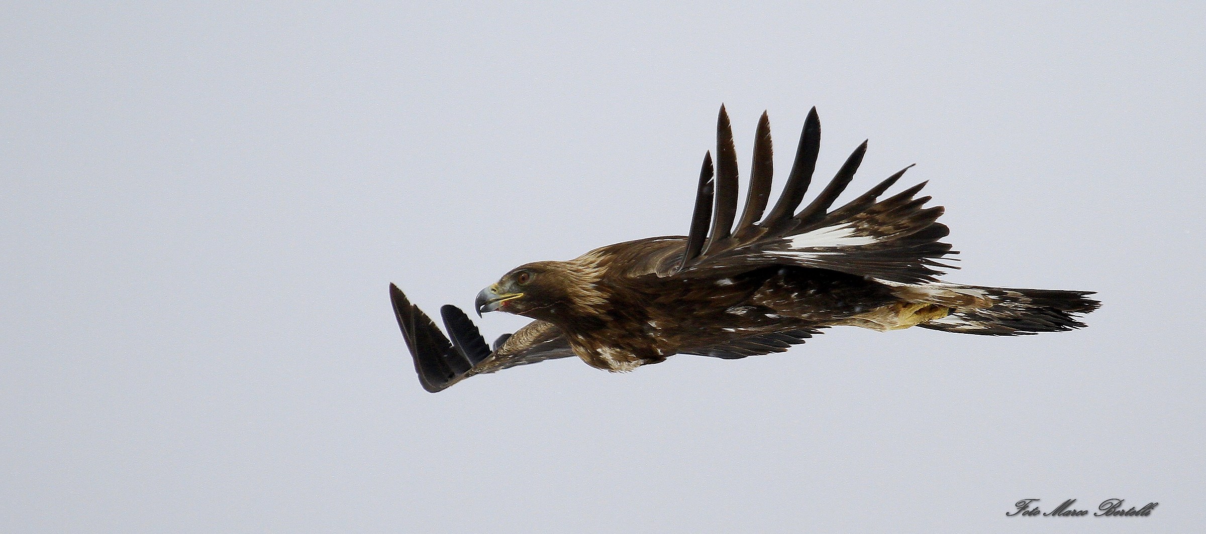 encounter with the Eagle in the snow