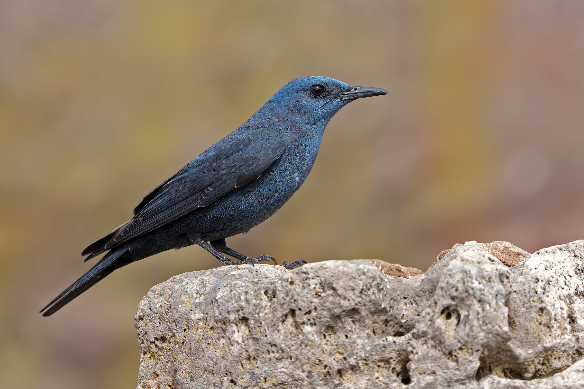 Monticola solitarius