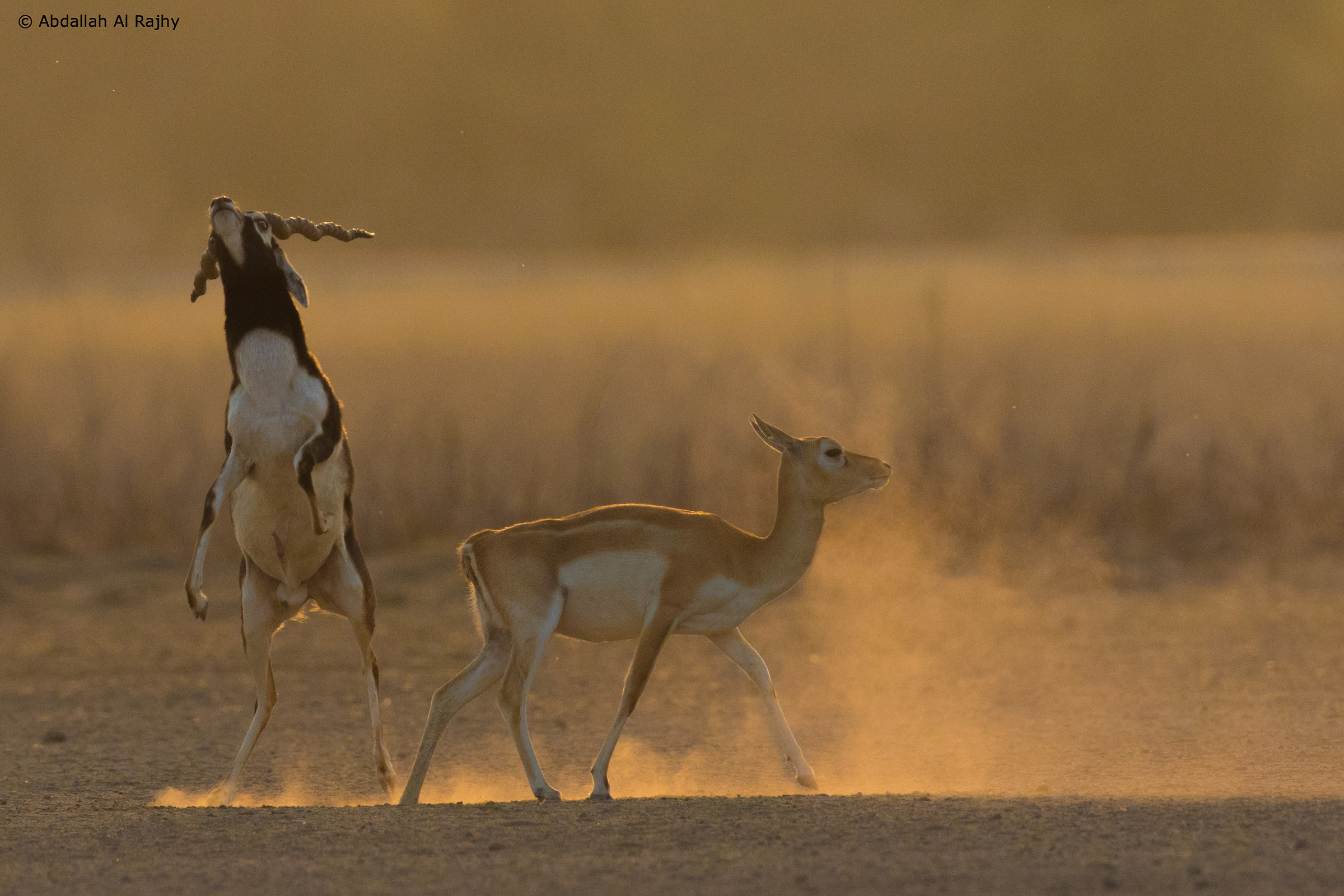 Blackbuck mating!