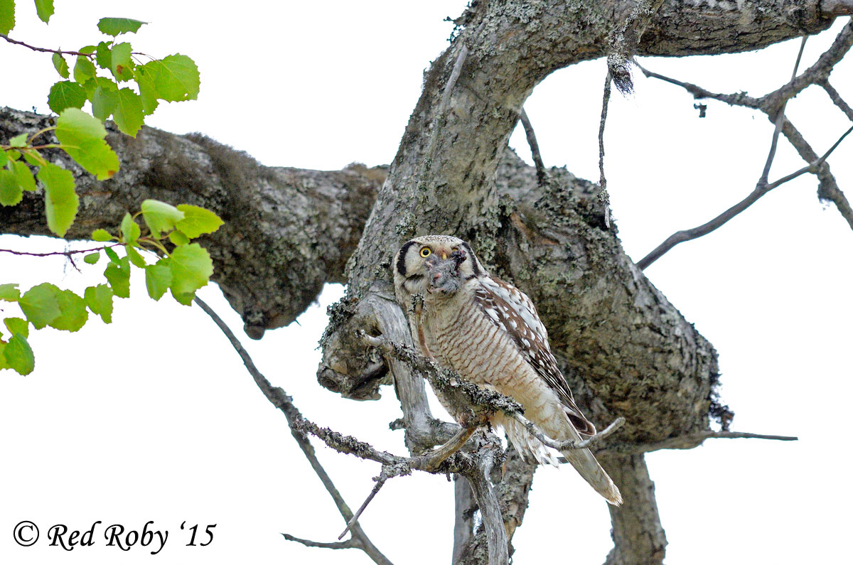 Ulula con preda
