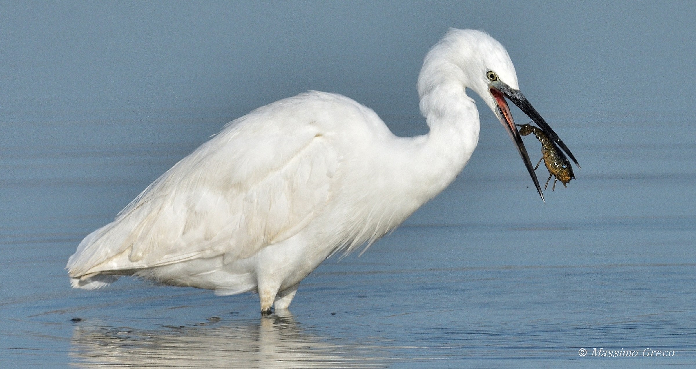 Colazione col Gambero