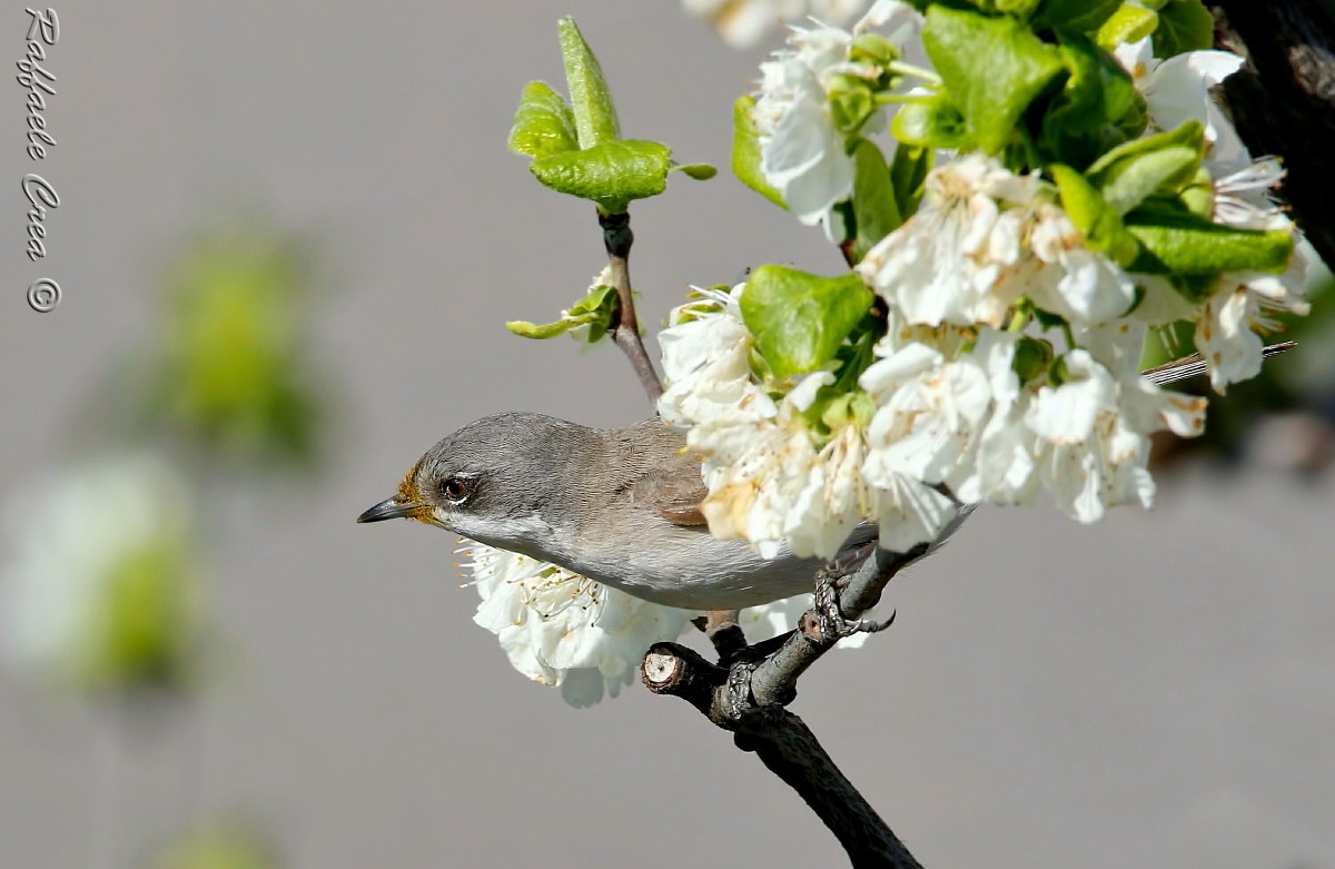 Lesser Whitethroat