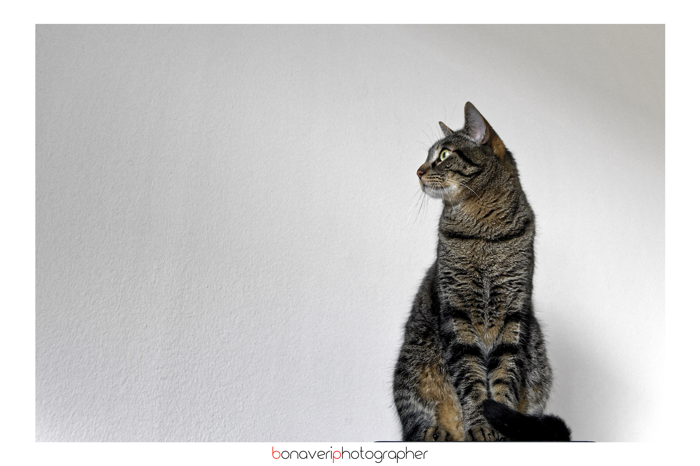 L'insostenibile maestosità dell'essere felino