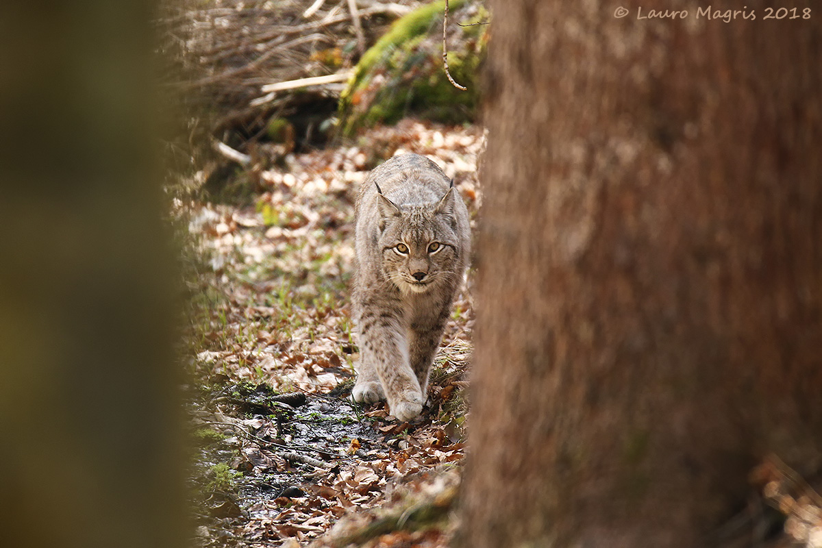 Spiracle on the Lynx