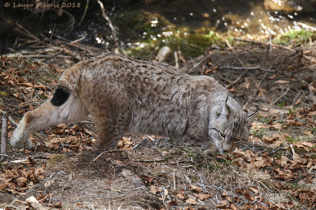 Lynx reconnaissance
