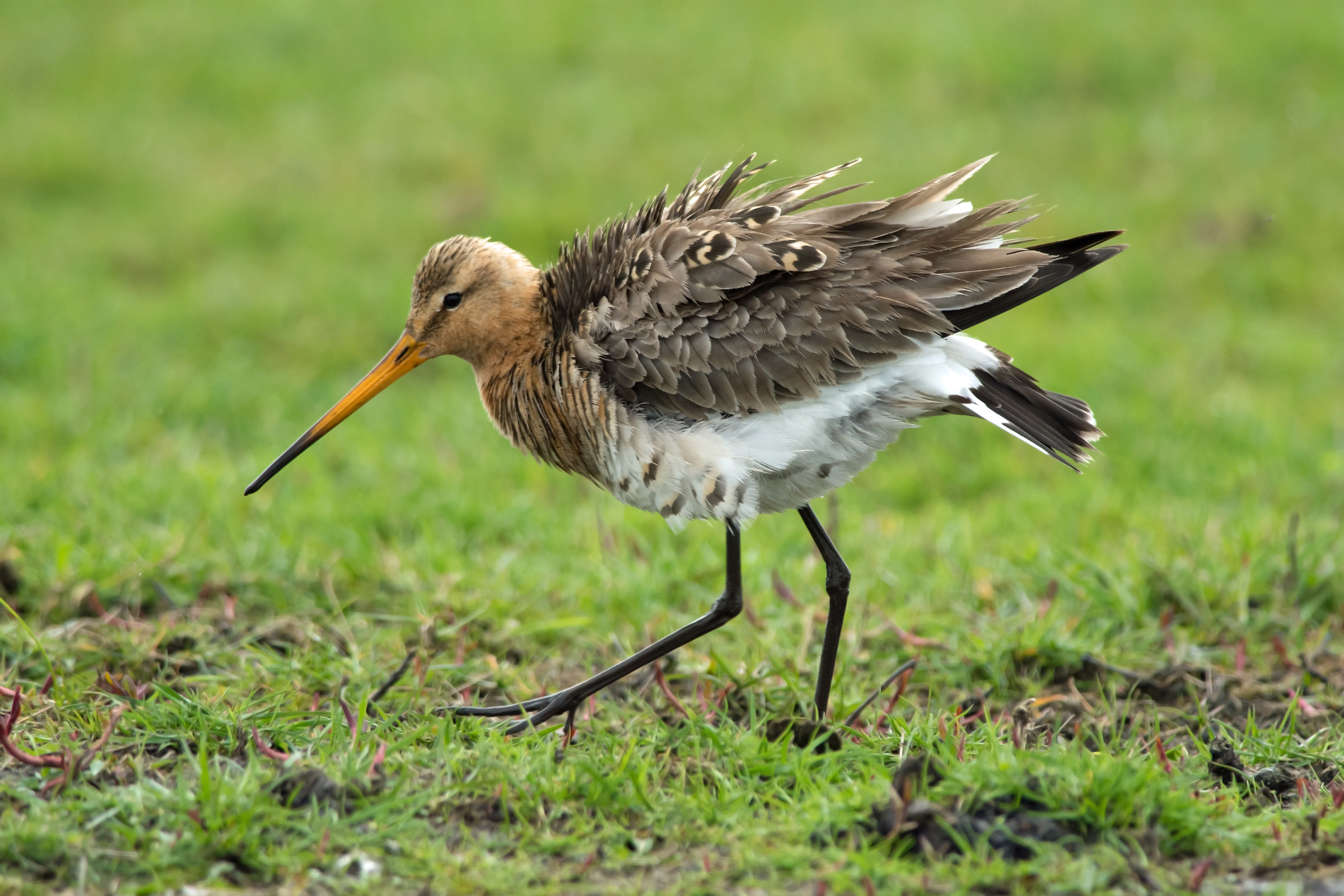 Black tailed Godwit